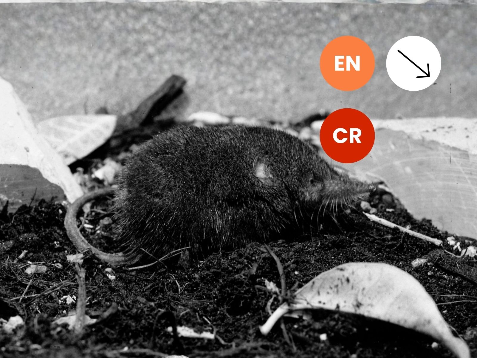 Long-tailed Forest Shrew