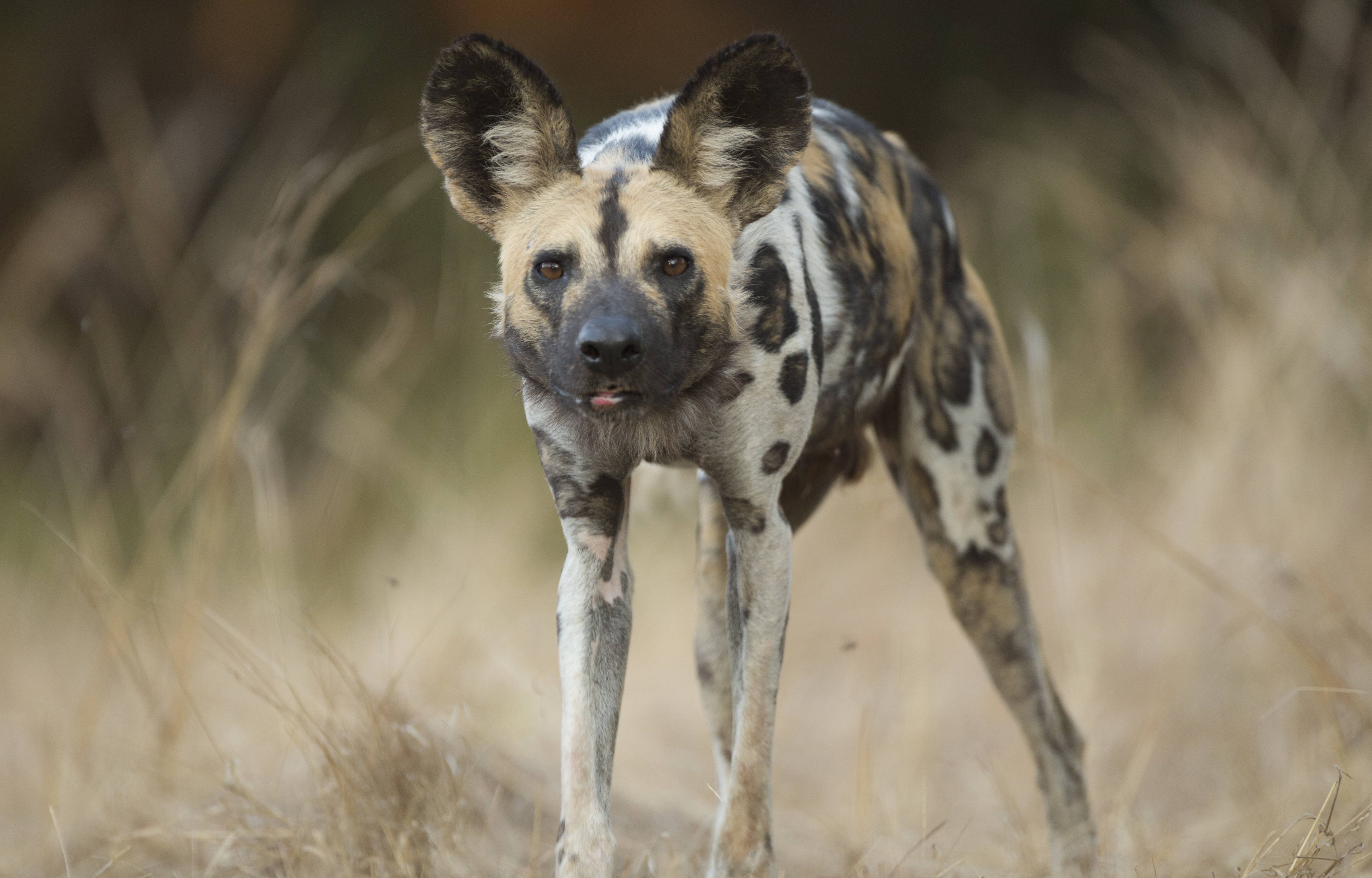 Bushveld elephant shrews Elephantulus intufi occur on Kalahari sands