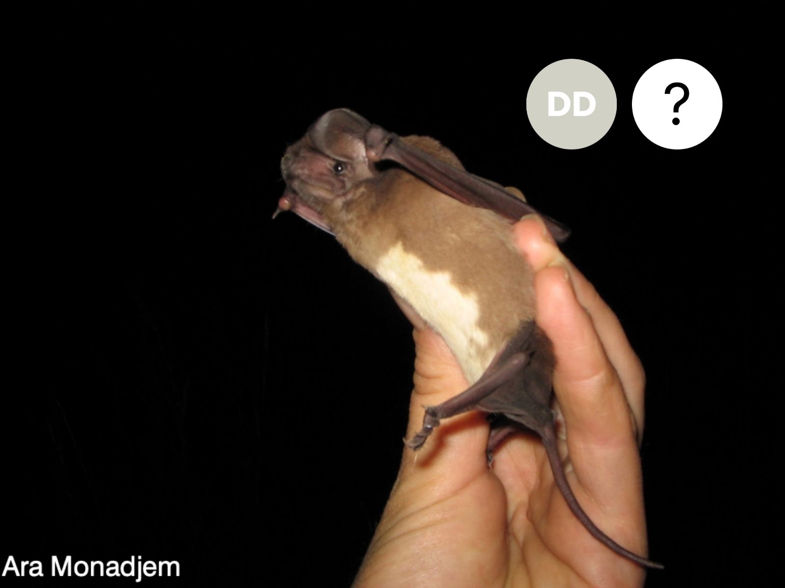 Malagasy Free-tailed Bat