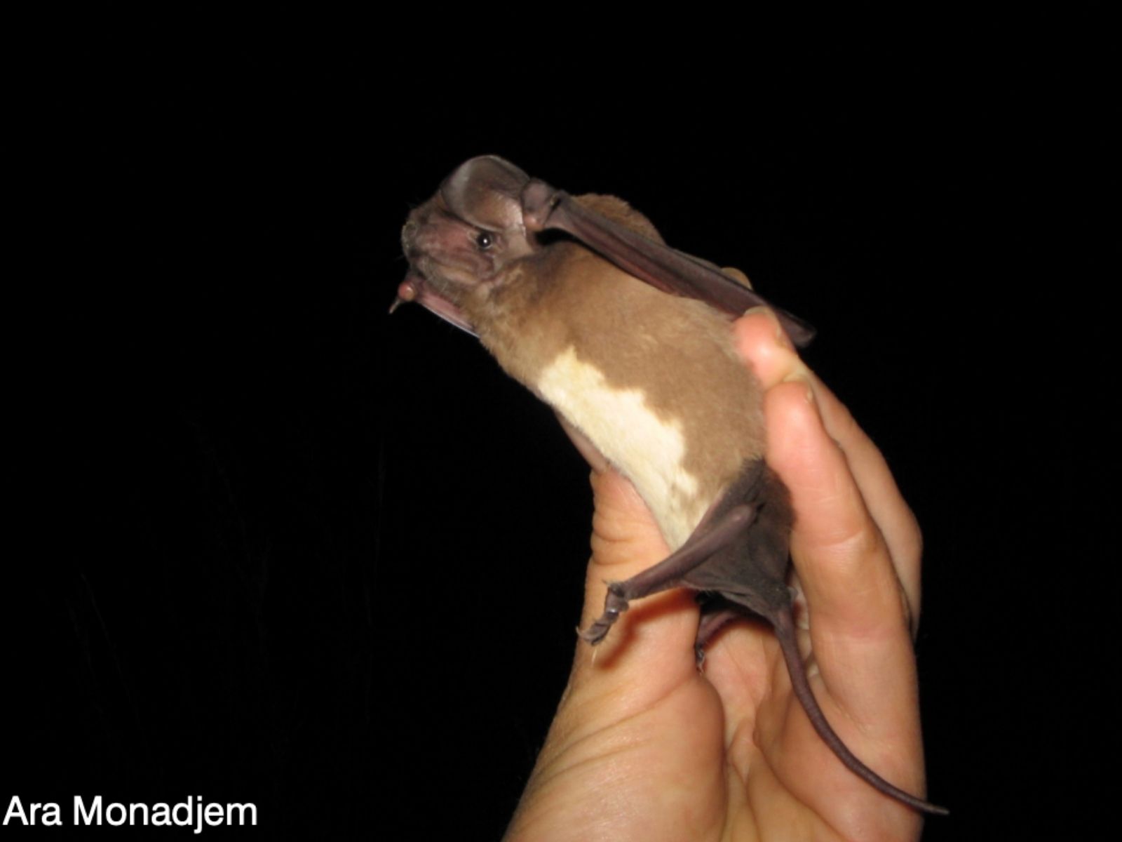 Bushveld elephant shrews Elephantulus intufi occur on Kalahari sands