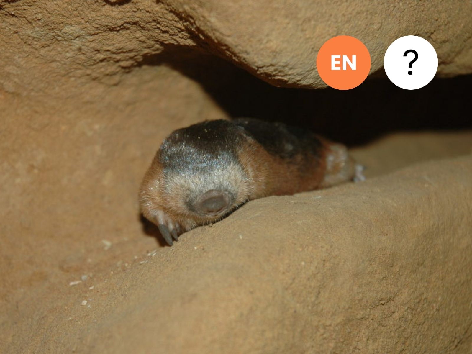 Marley’s Golden Mole