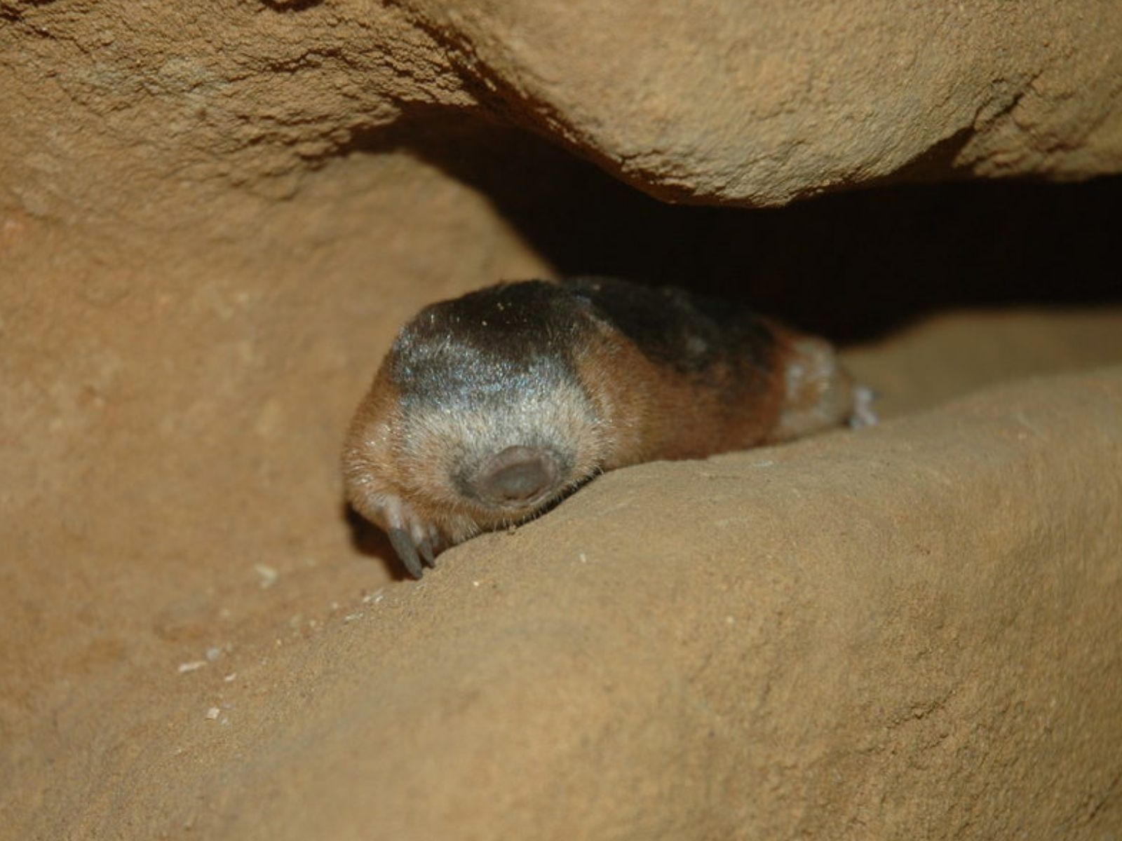 Bushveld elephant shrews Elephantulus intufi occur on Kalahari sands
