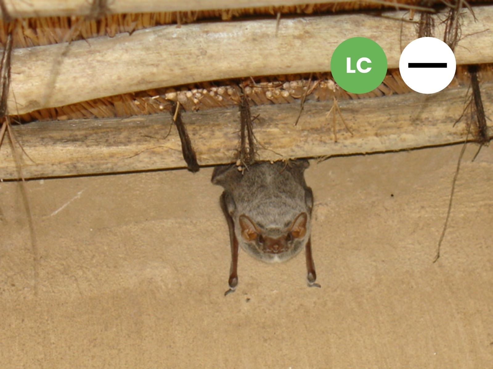 Mauritian Tomb Bat