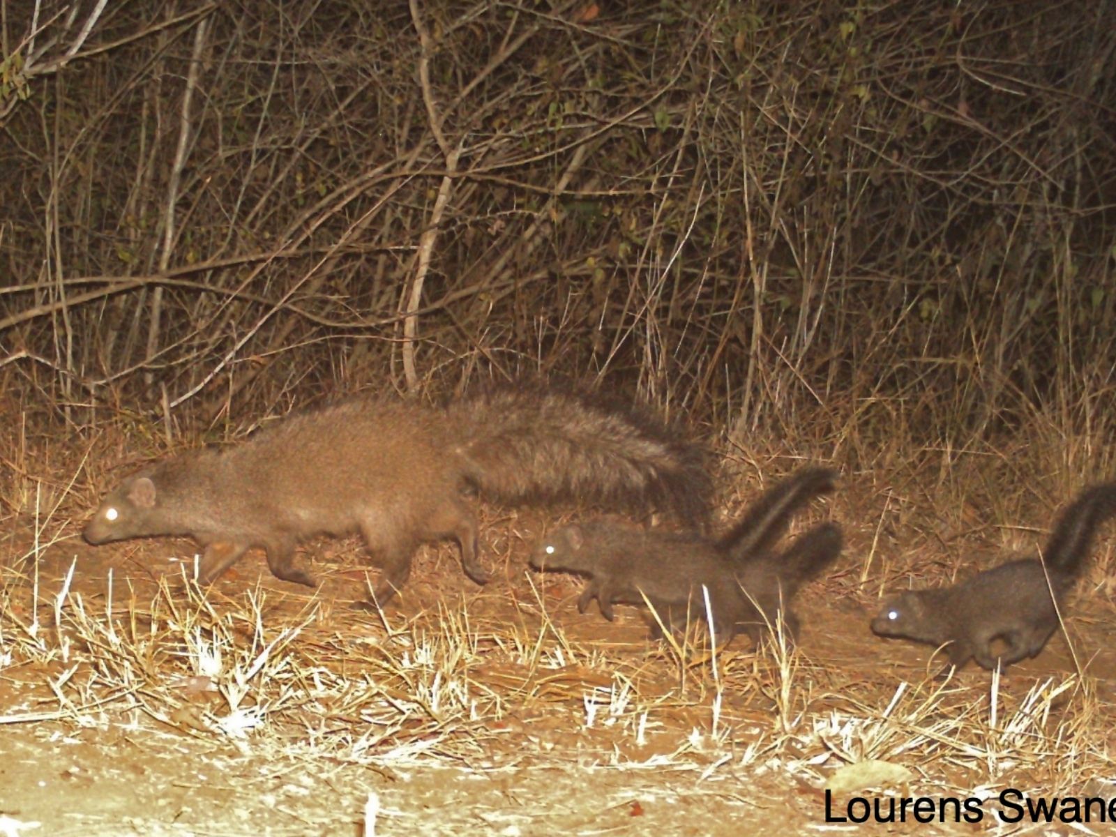 Bushveld elephant shrews Elephantulus intufi occur on Kalahari sands