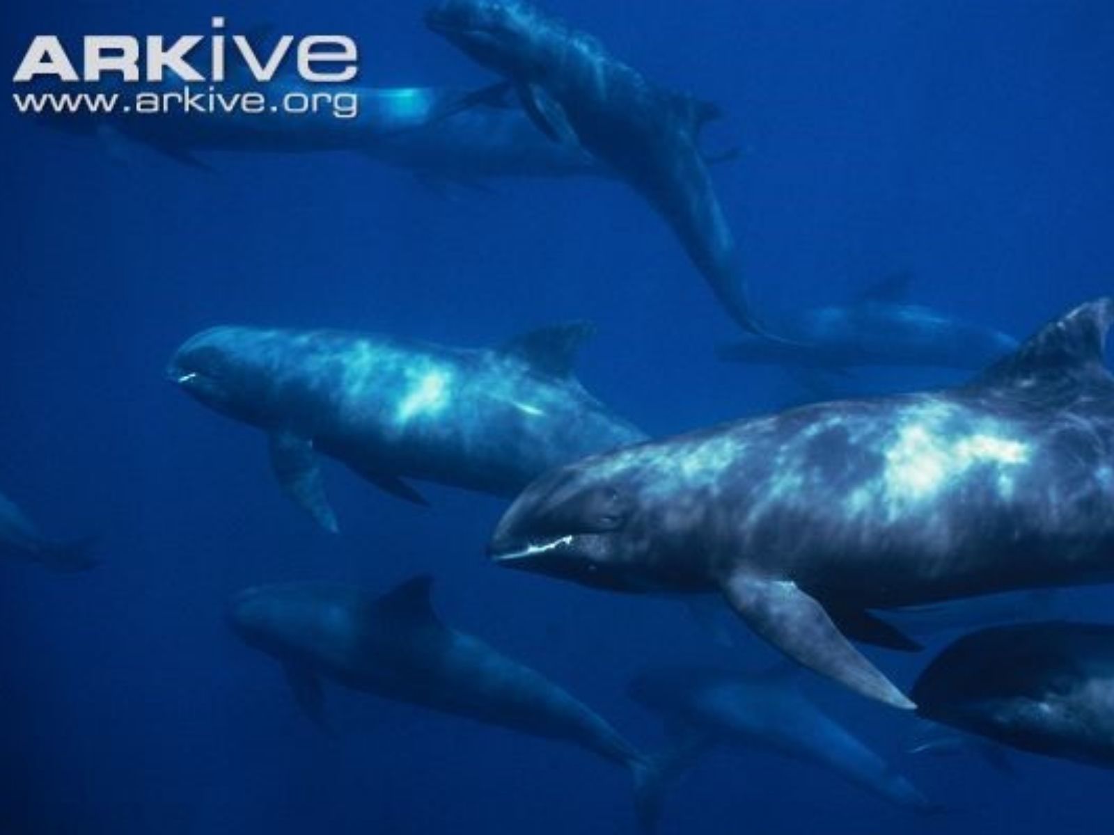Bushveld elephant shrews Elephantulus intufi occur on Kalahari sands