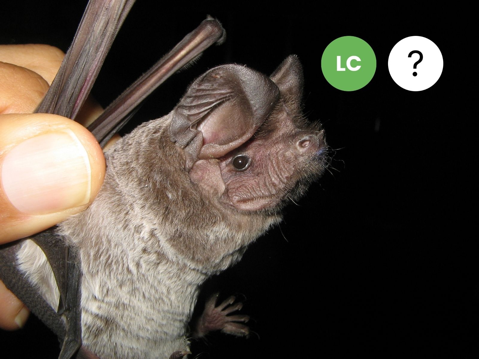 Midas Free-tailed Bat