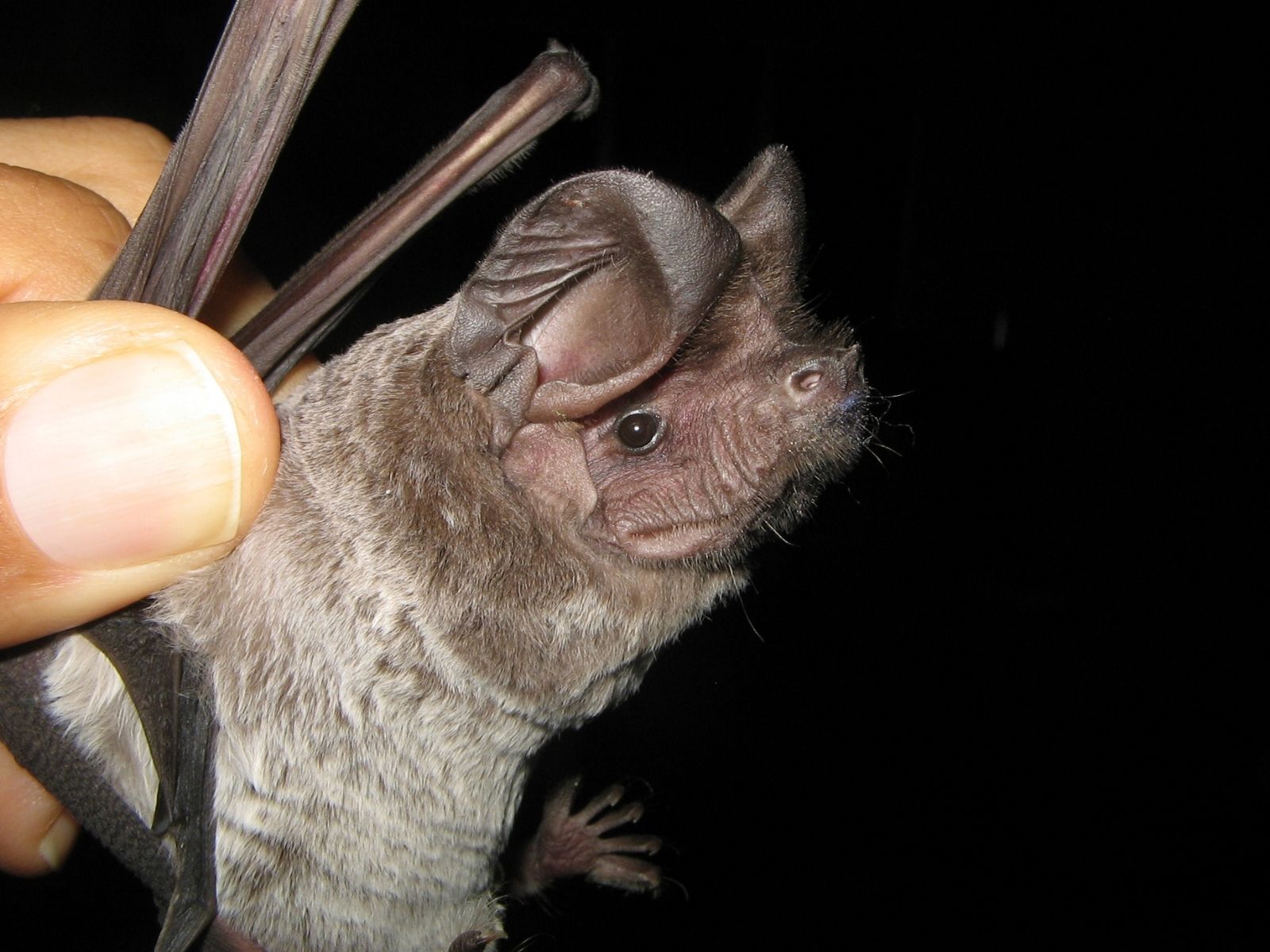 Bushveld elephant shrews Elephantulus intufi occur on Kalahari sands