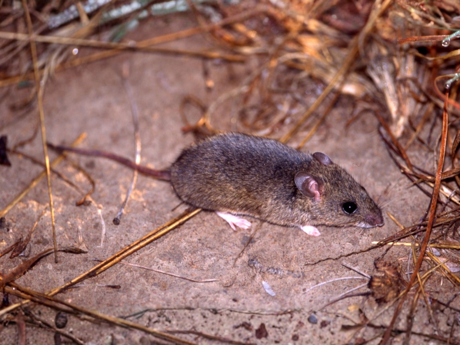 Bushveld elephant shrews Elephantulus intufi occur on Kalahari sands