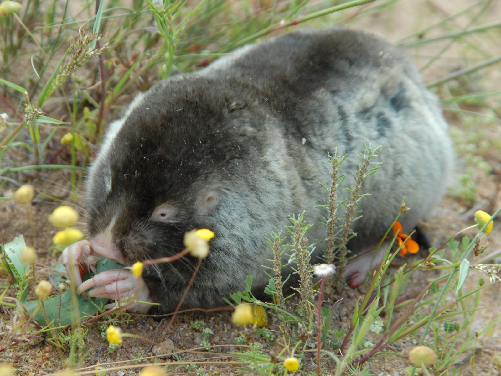Bushveld elephant shrews Elephantulus intufi occur on Kalahari sands