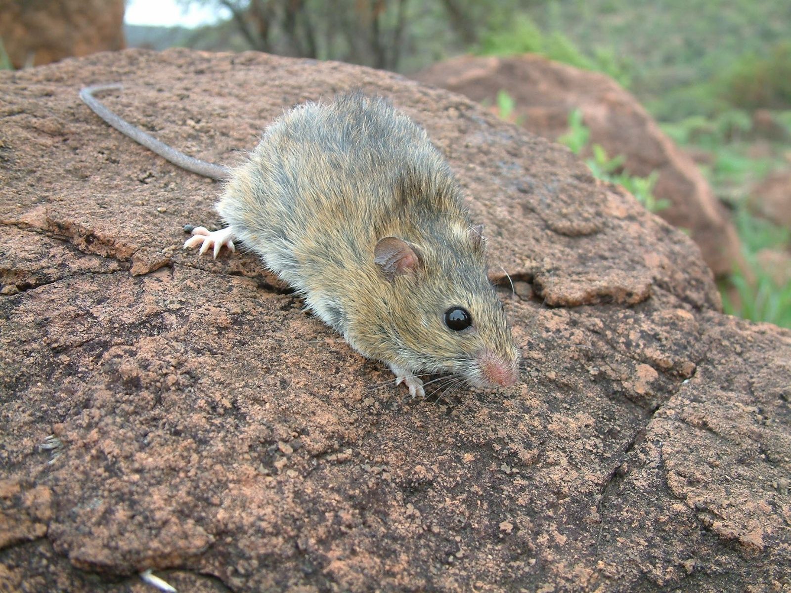 Bushveld elephant shrews Elephantulus intufi occur on Kalahari sands