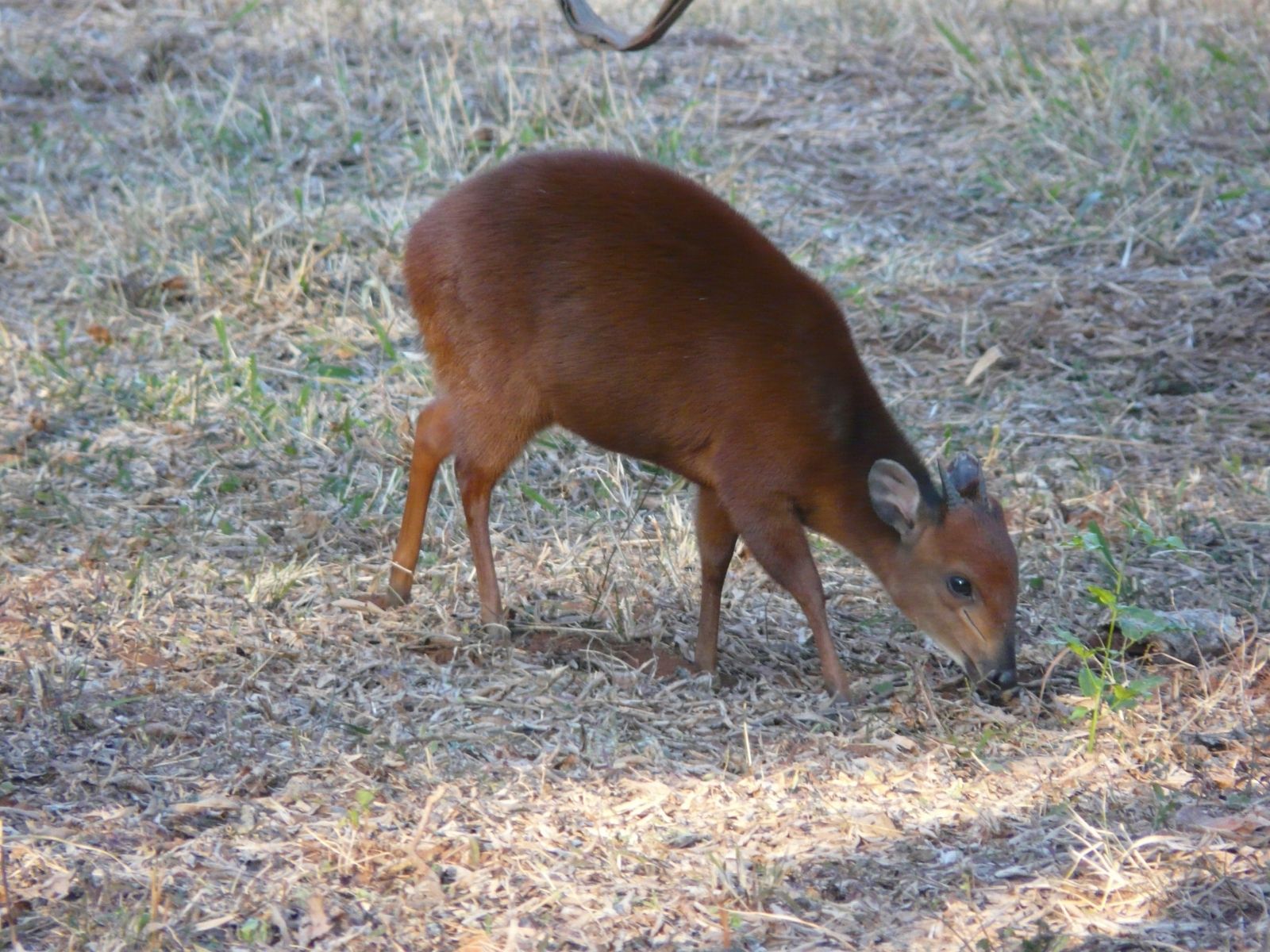 Bushveld elephant shrews Elephantulus intufi occur on Kalahari sands