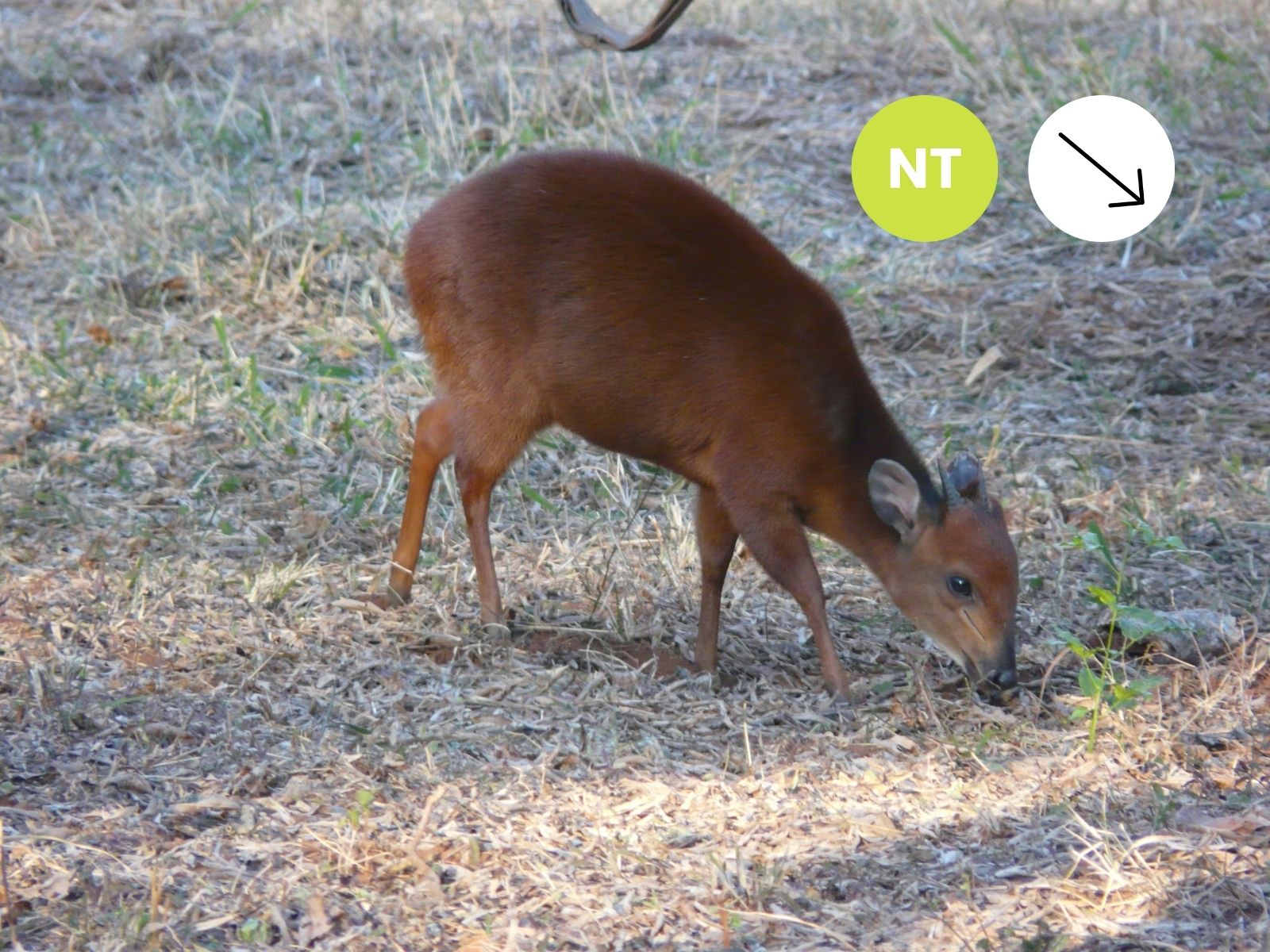 Natal Red Duiker