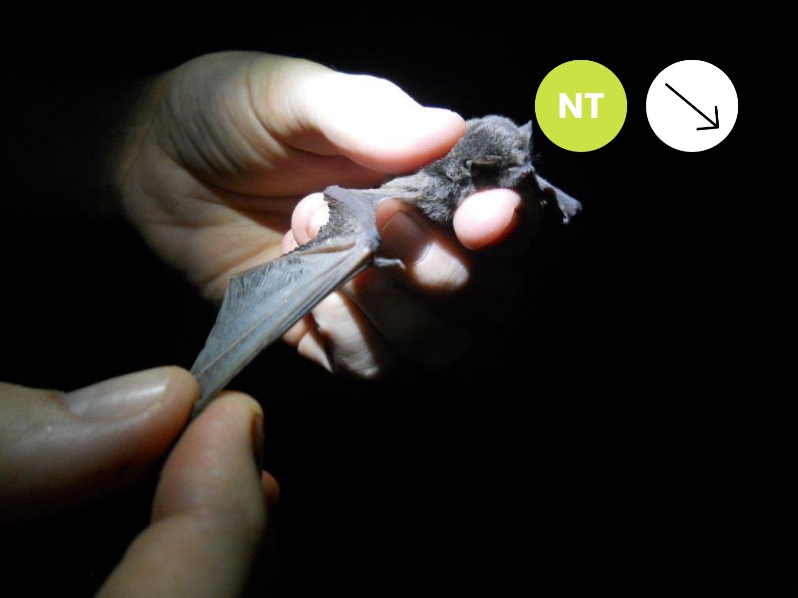 Natal Long-fingered Bat