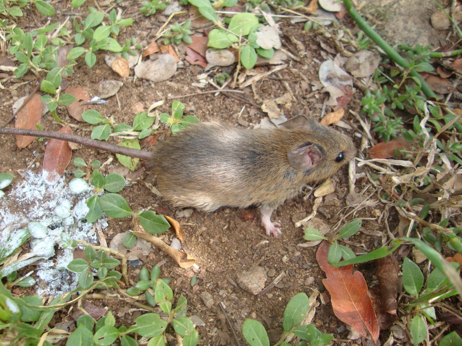 Bushveld elephant shrews Elephantulus intufi occur on Kalahari sands