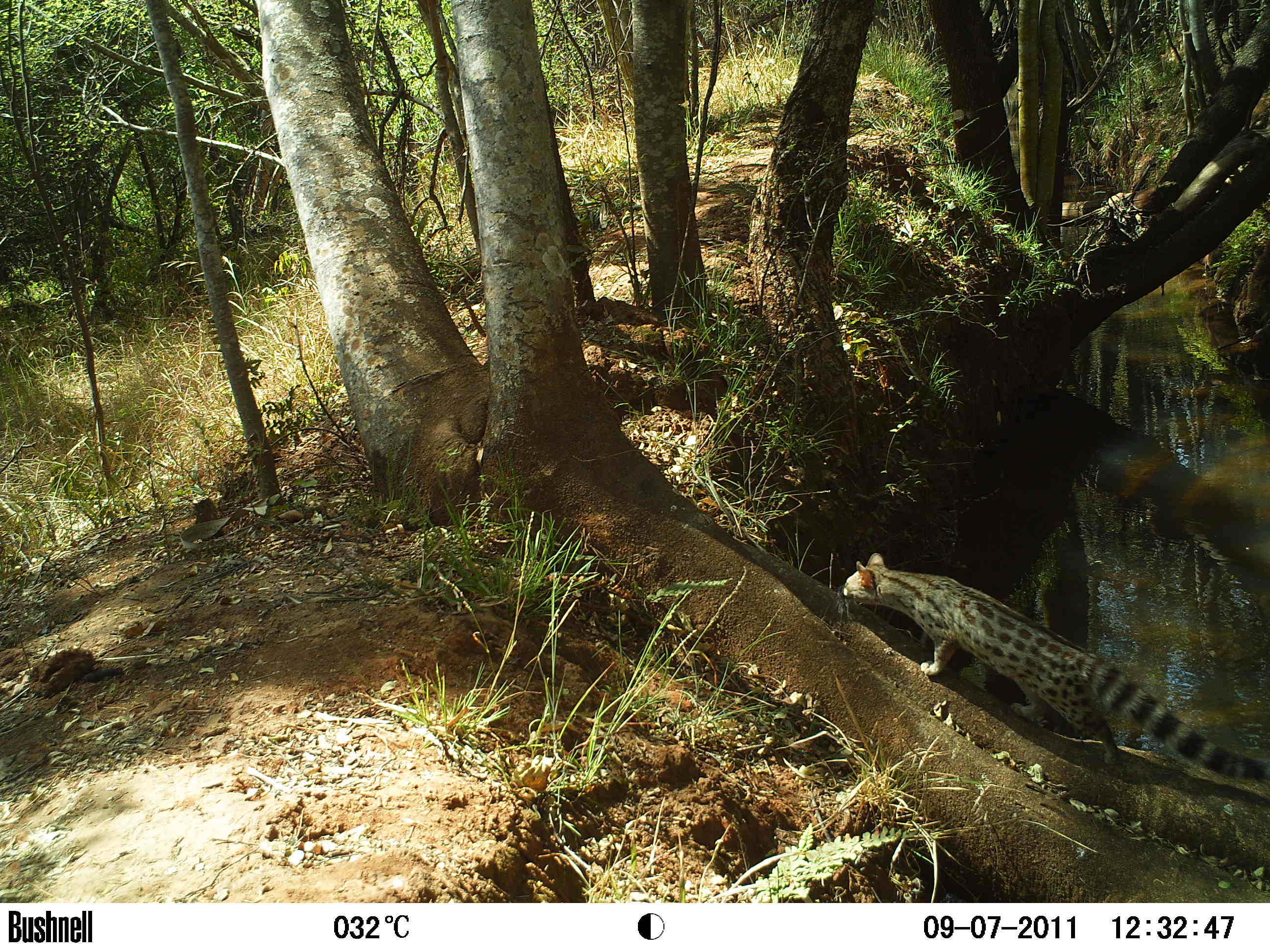Bushveld elephant shrews Elephantulus intufi occur on Kalahari sands