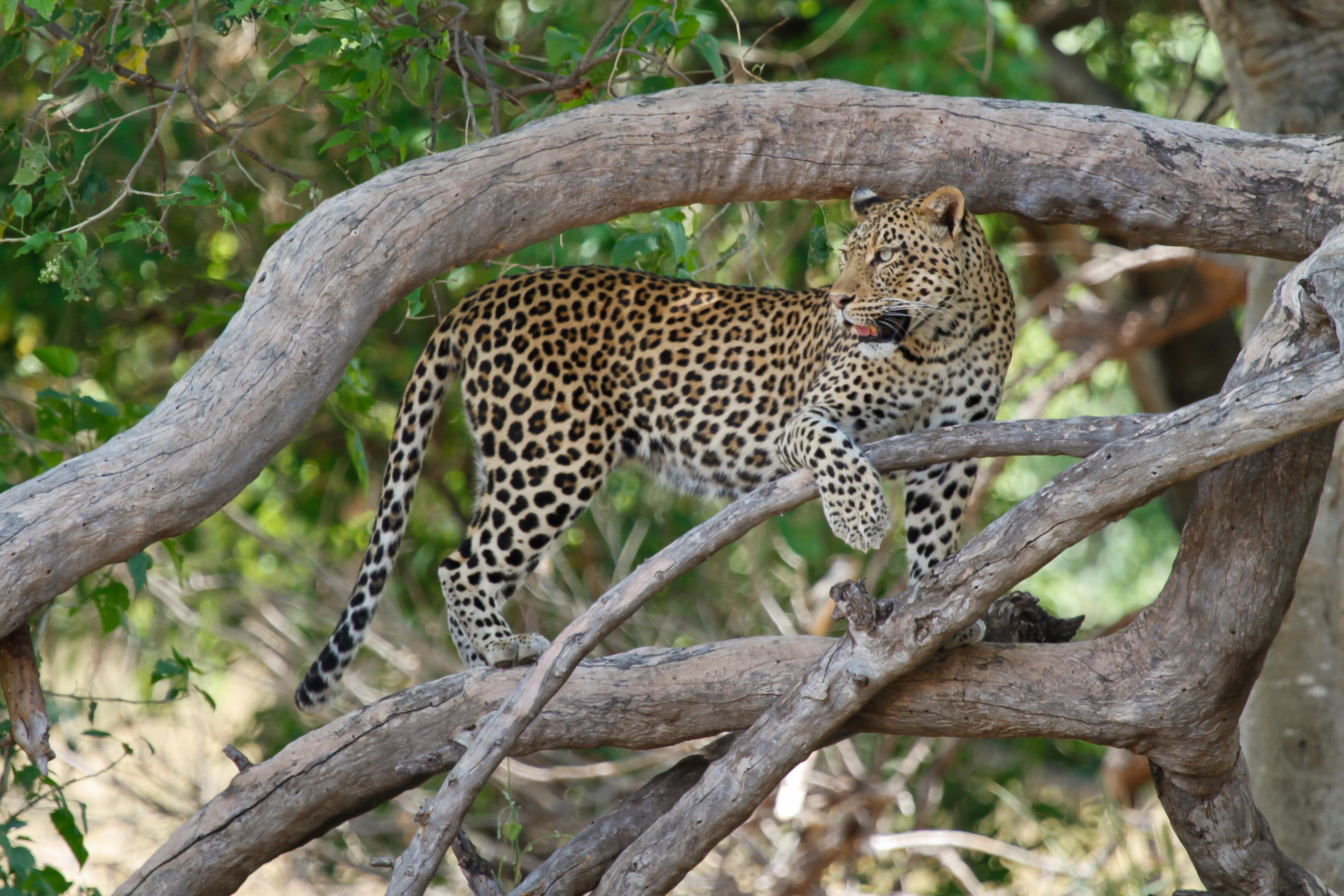 Bushveld elephant shrews Elephantulus intufi occur on Kalahari sands