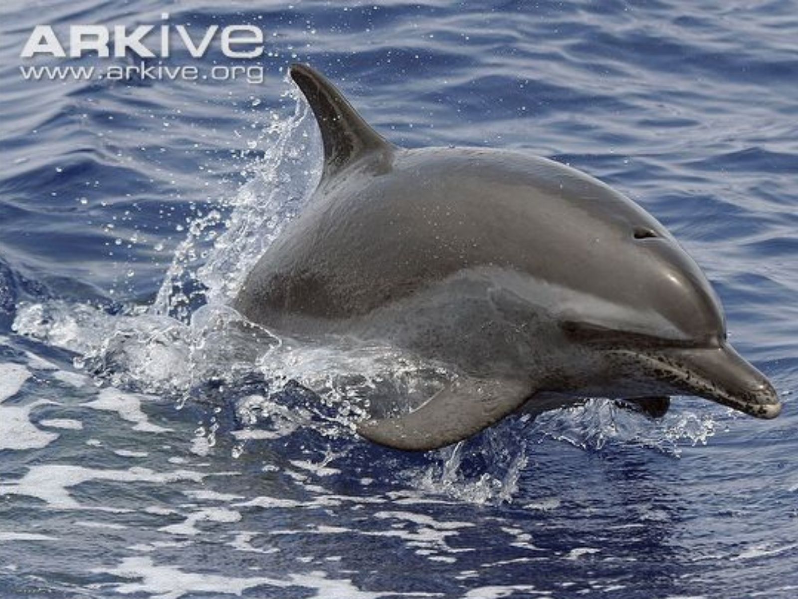 Bushveld elephant shrews Elephantulus intufi occur on Kalahari sands