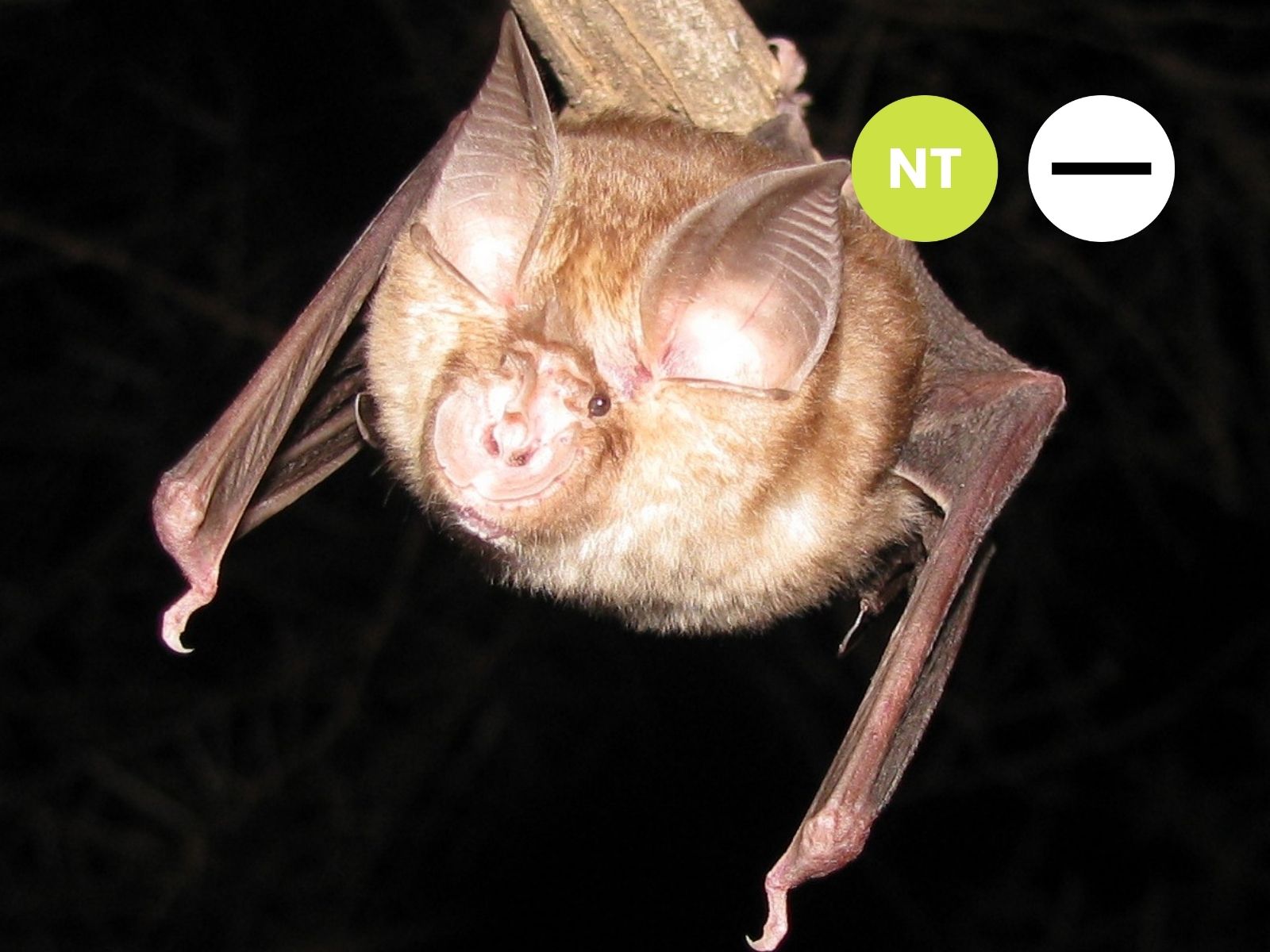 Peak-saddle Horseshoe Bat