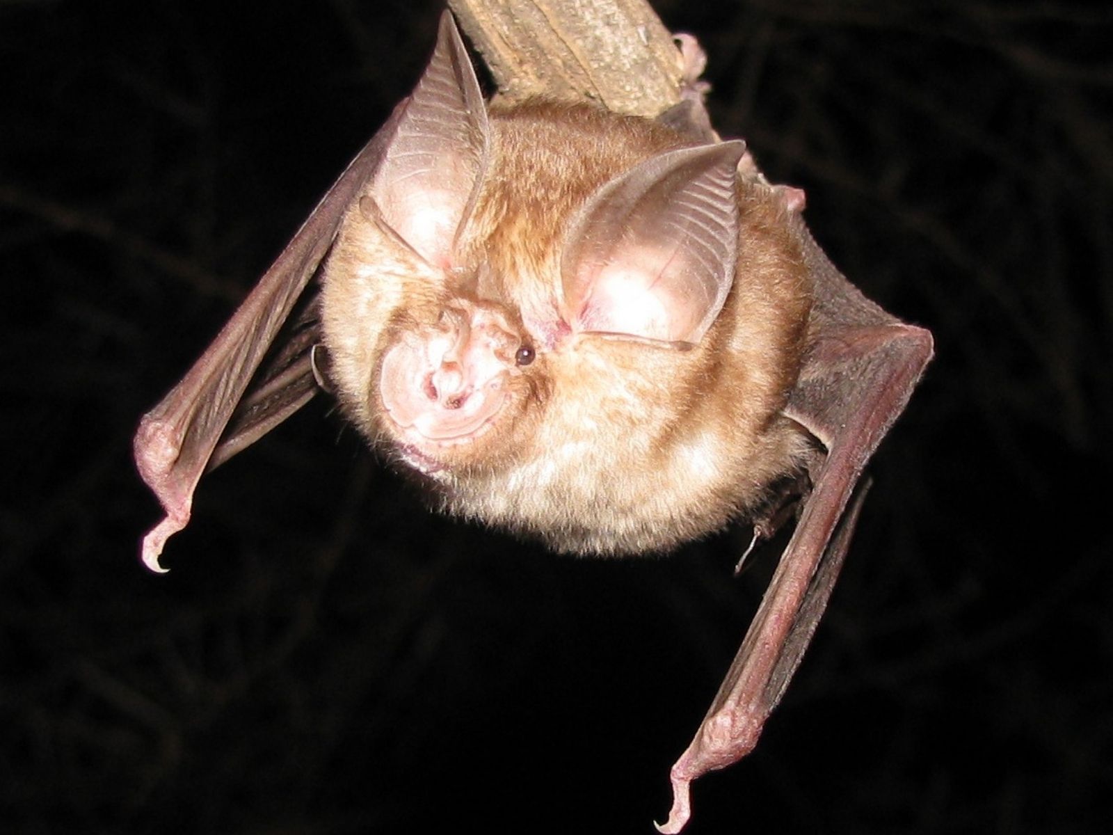 Bushveld elephant shrews Elephantulus intufi occur on Kalahari sands
