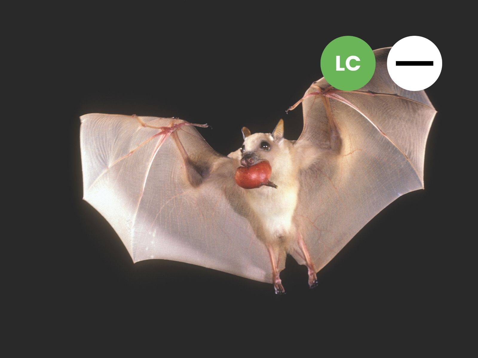 Peter’s Epauletted Fruit Bat