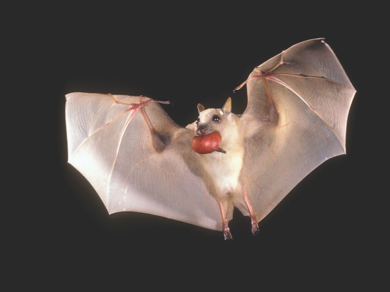 Bushveld elephant shrews Elephantulus intufi occur on Kalahari sands