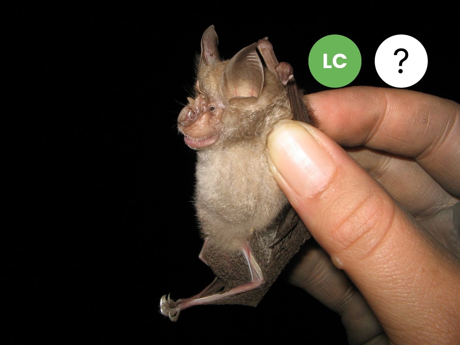 Peter’s Horseshoe Bat