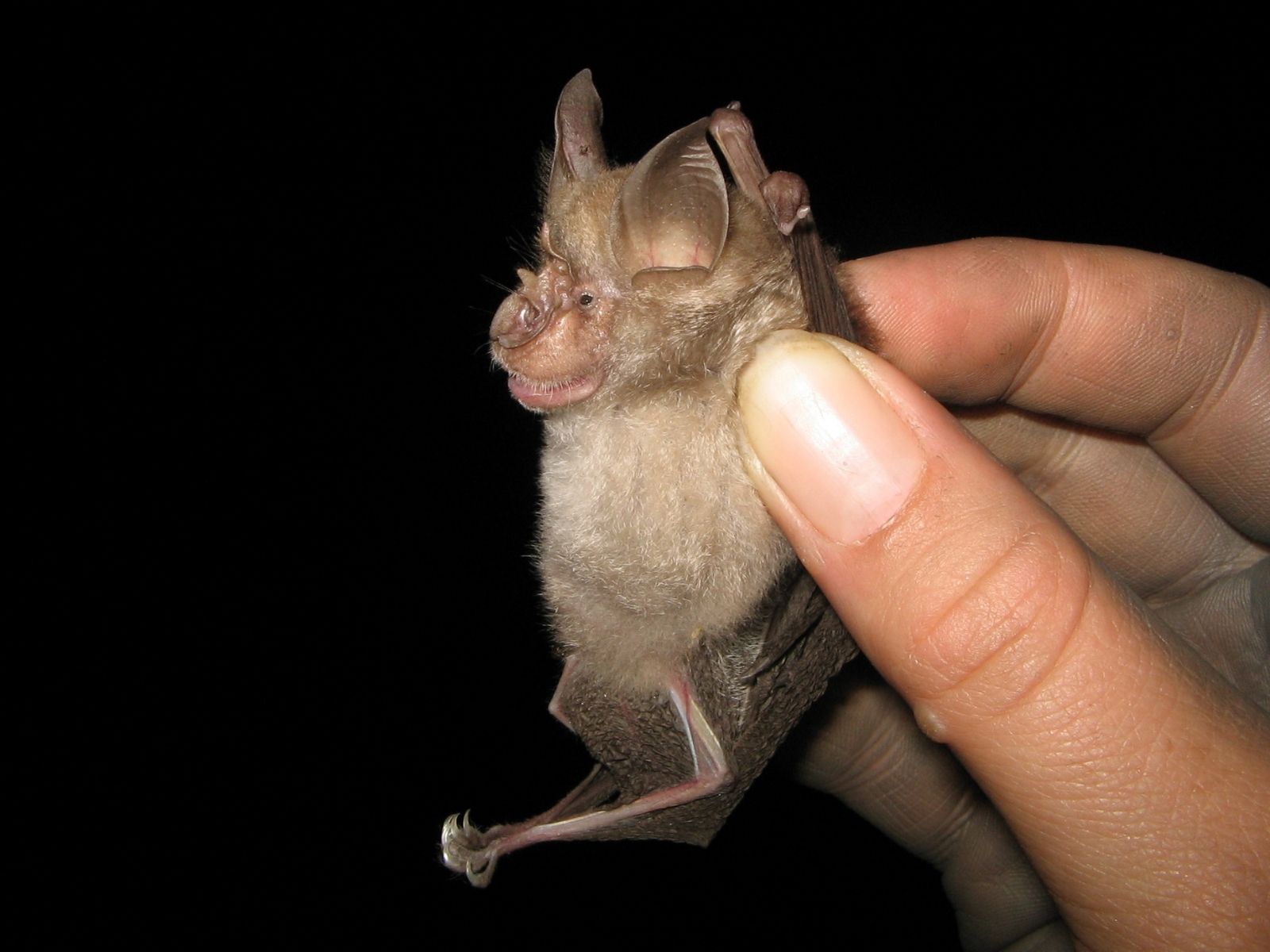 Bushveld elephant shrews Elephantulus intufi occur on Kalahari sands