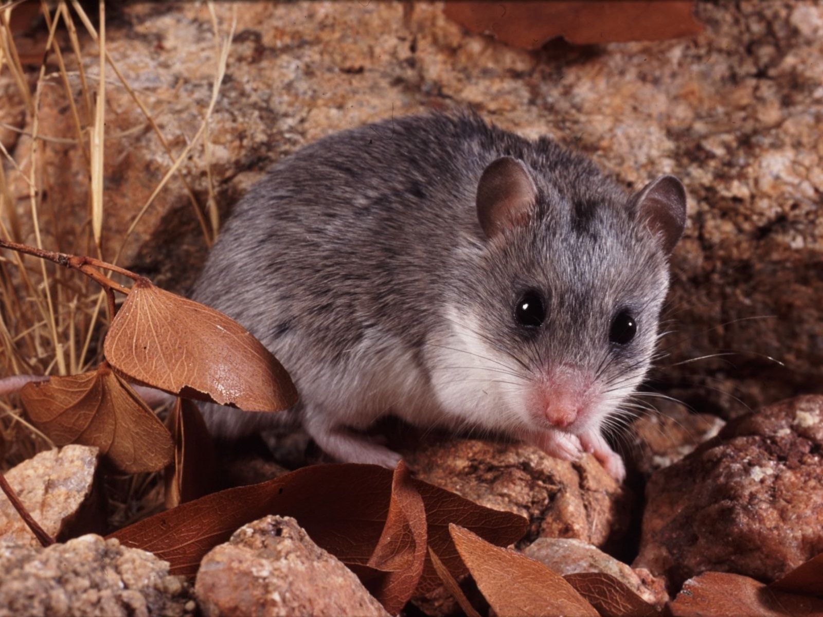 Bushveld elephant shrews Elephantulus intufi occur on Kalahari sands
