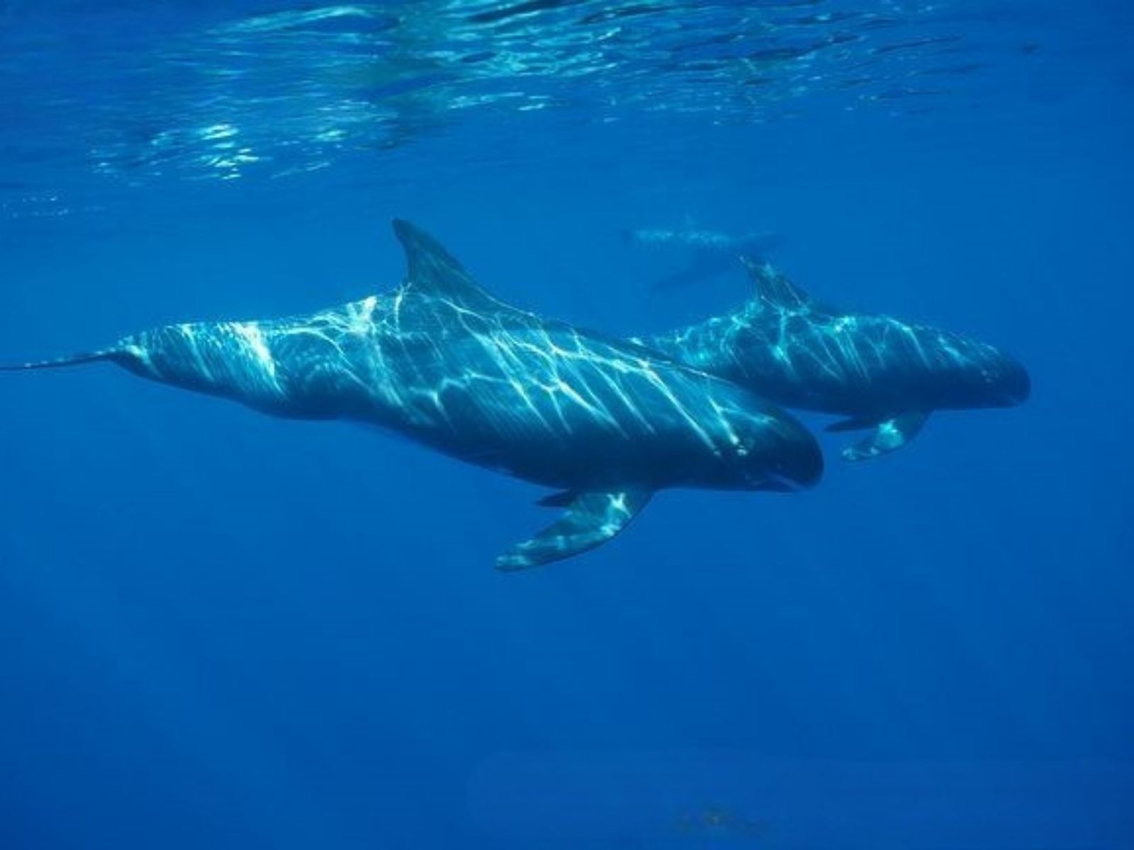 Bushveld elephant shrews Elephantulus intufi occur on Kalahari sands