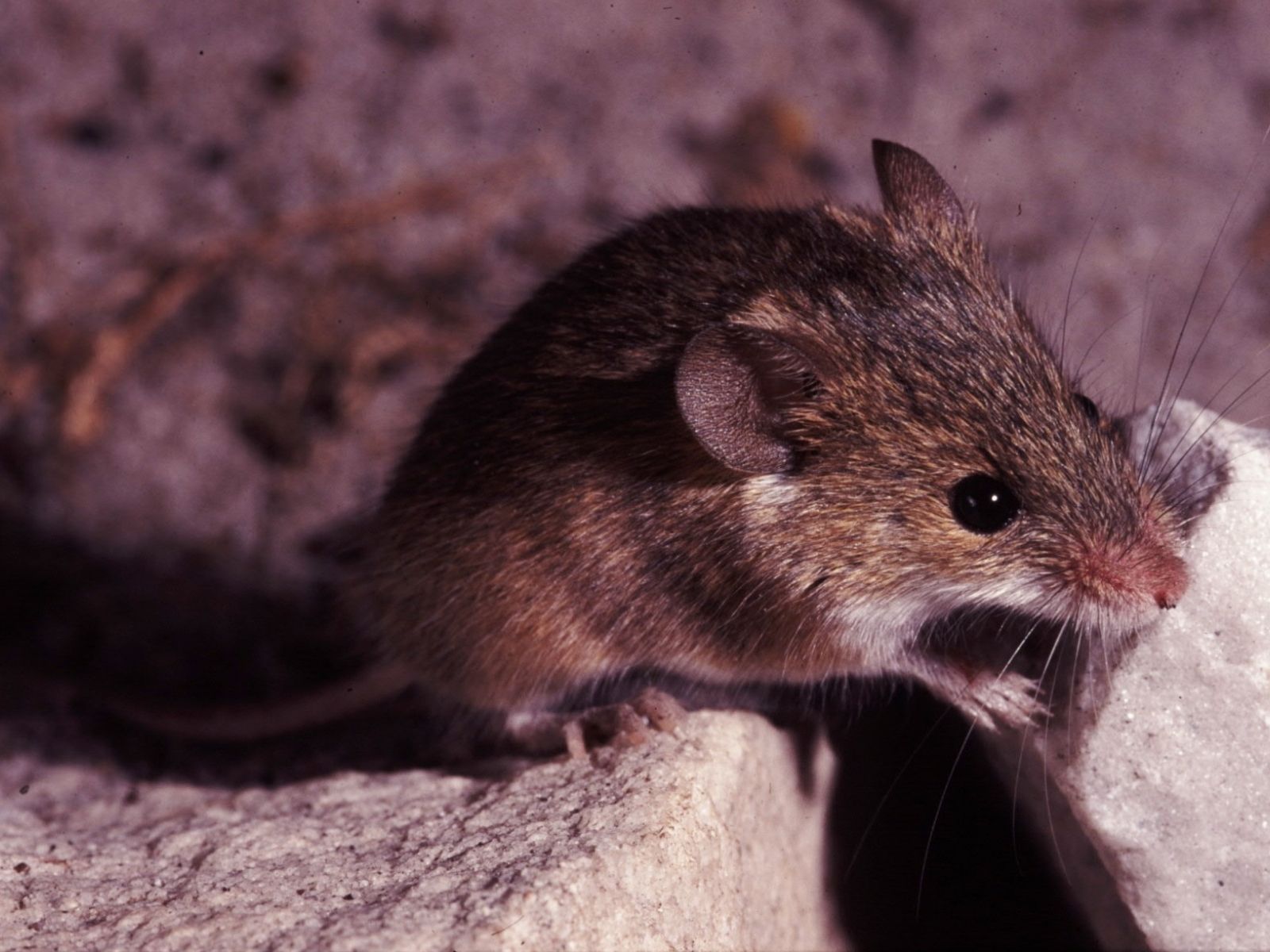 Bushveld elephant shrews Elephantulus intufi occur on Kalahari sands