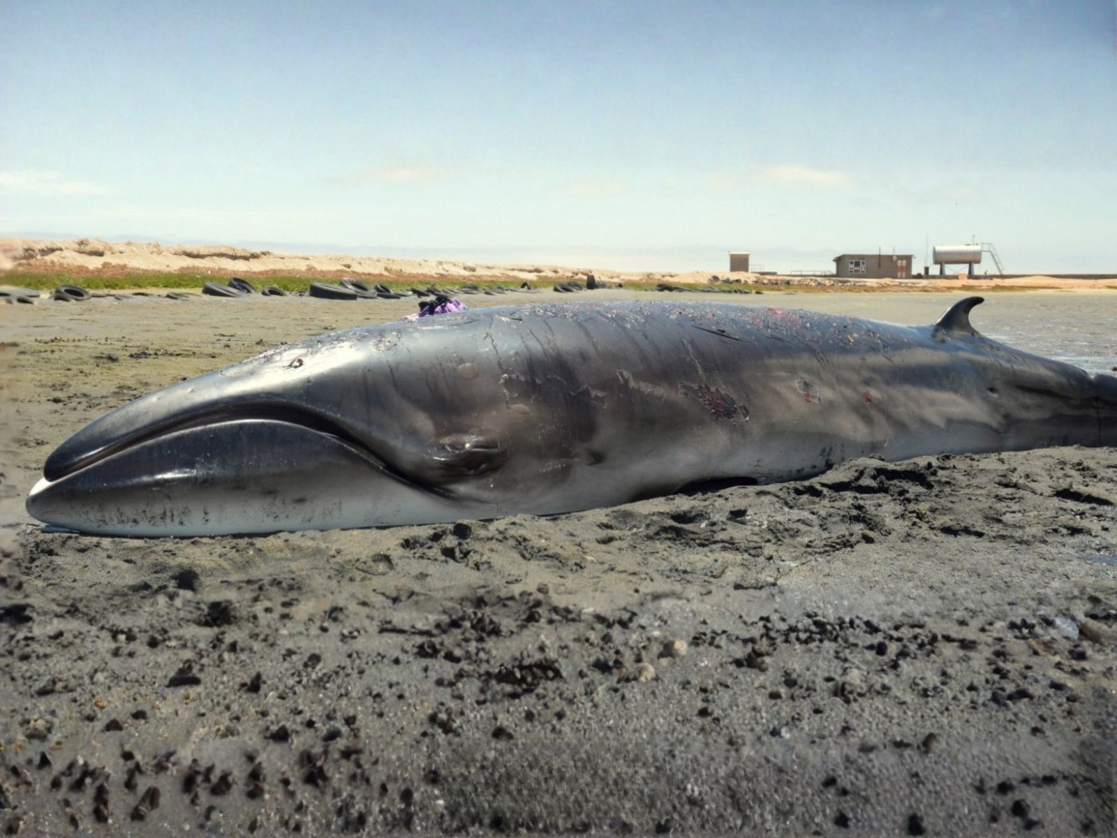 Bushveld elephant shrews Elephantulus intufi occur on Kalahari sands