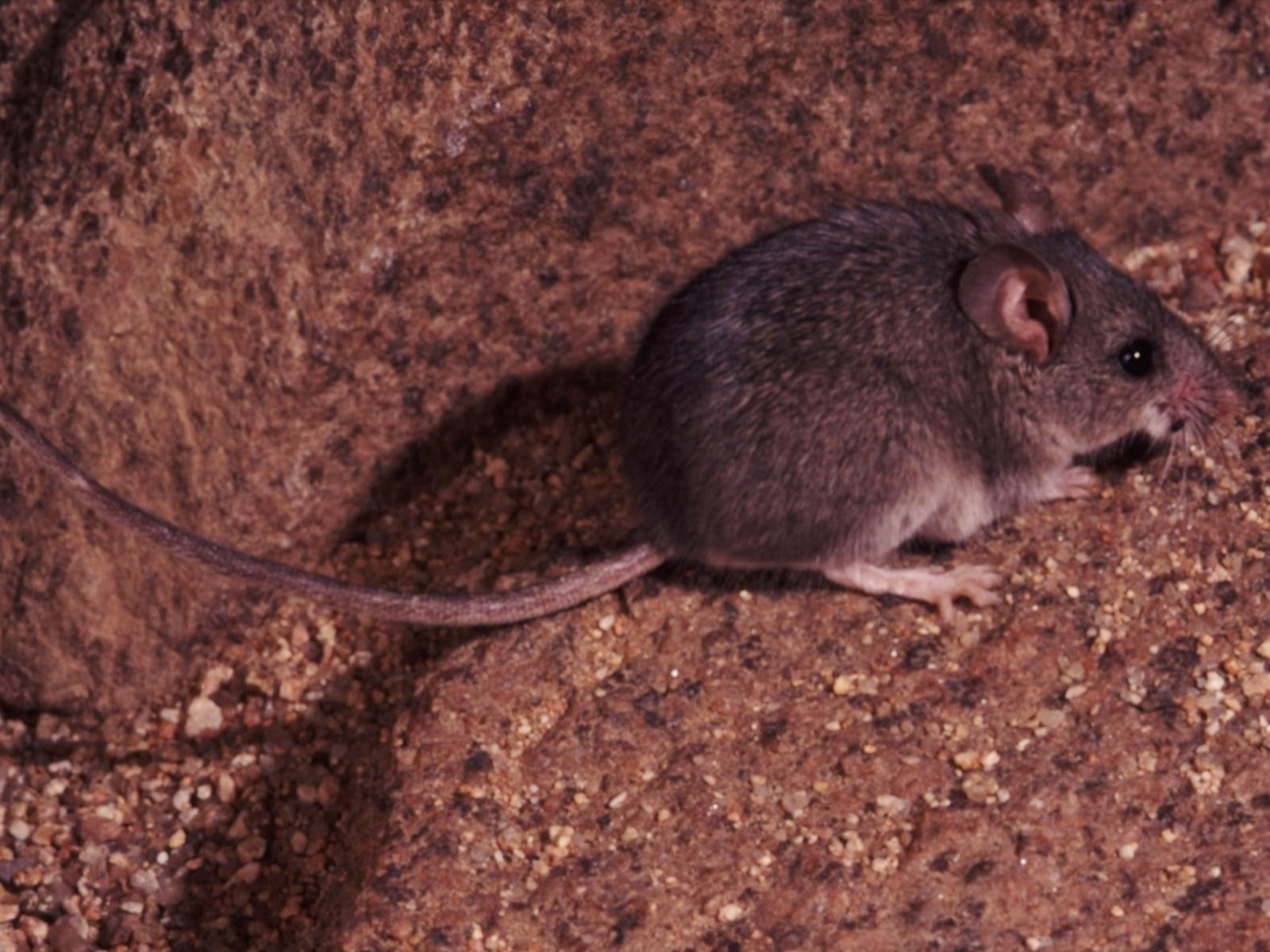 Bushveld elephant shrews Elephantulus intufi occur on Kalahari sands