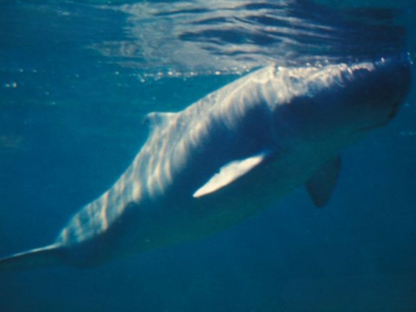 Bushveld elephant shrews Elephantulus intufi occur on Kalahari sands