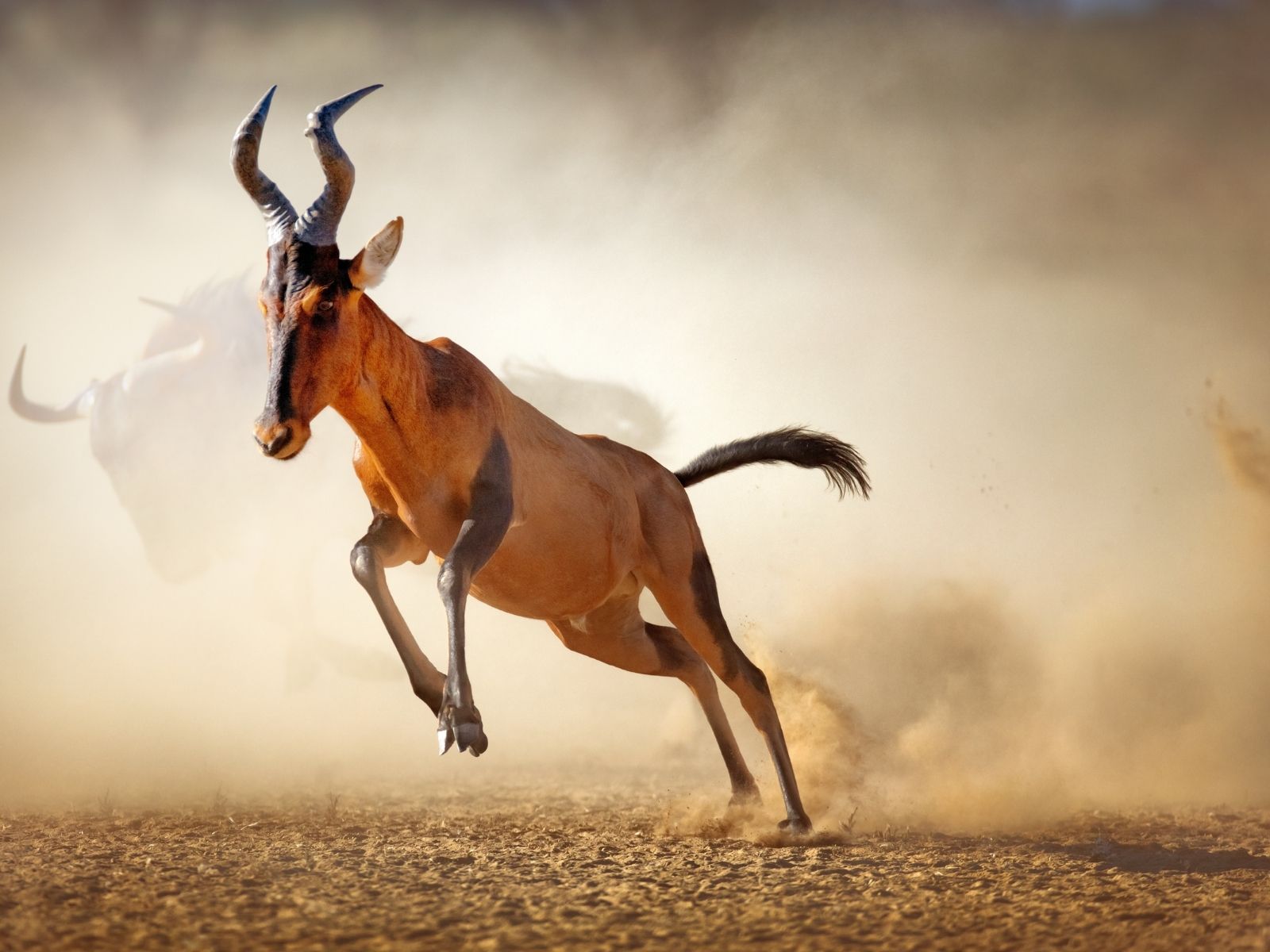 Bushveld elephant shrews Elephantulus intufi occur on Kalahari sands