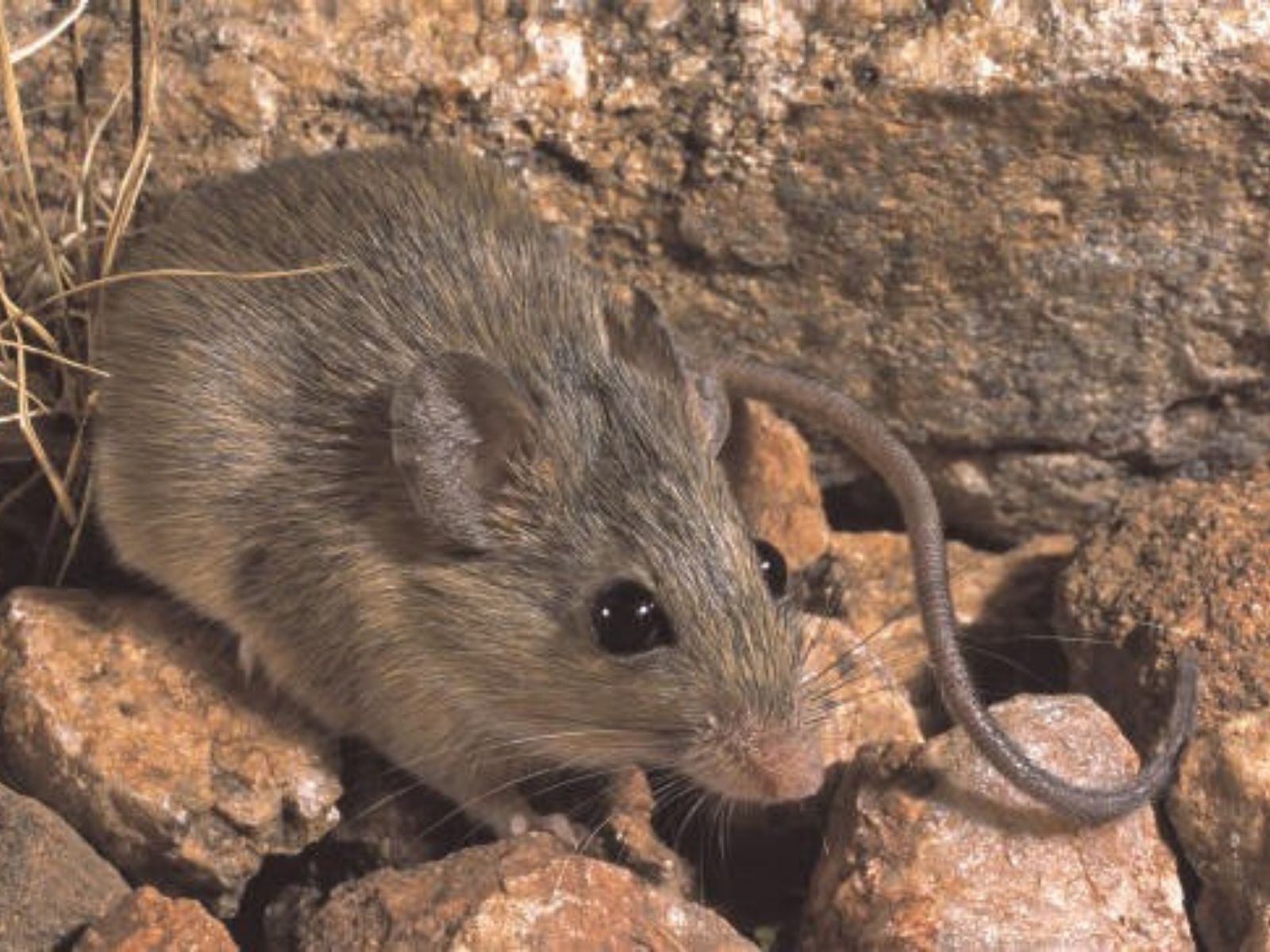 Bushveld elephant shrews Elephantulus intufi occur on Kalahari sands