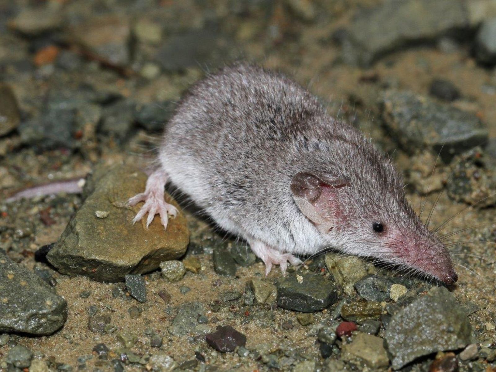 Bushveld elephant shrews Elephantulus intufi occur on Kalahari sands