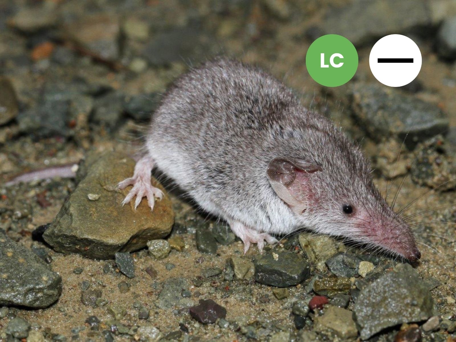 Reddish-grey Musk Shrew