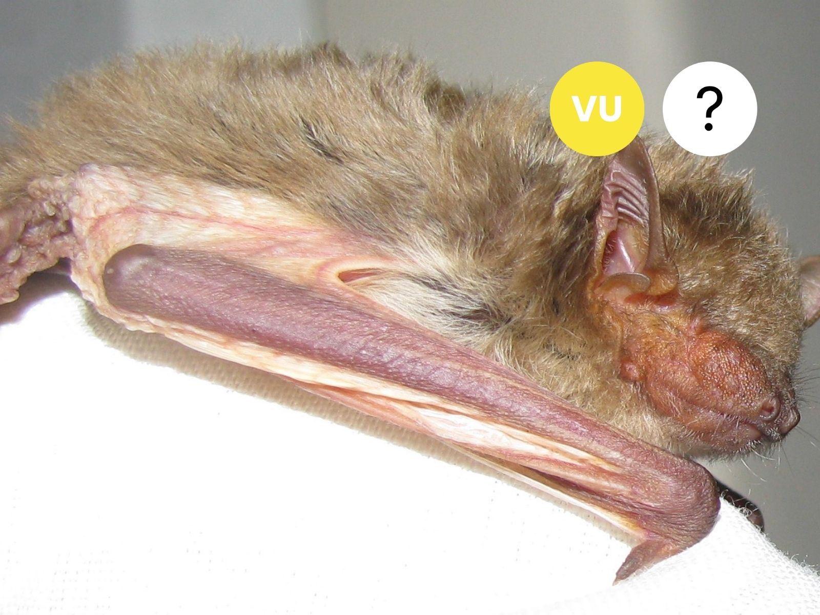 Rendall’s Serotine Bat