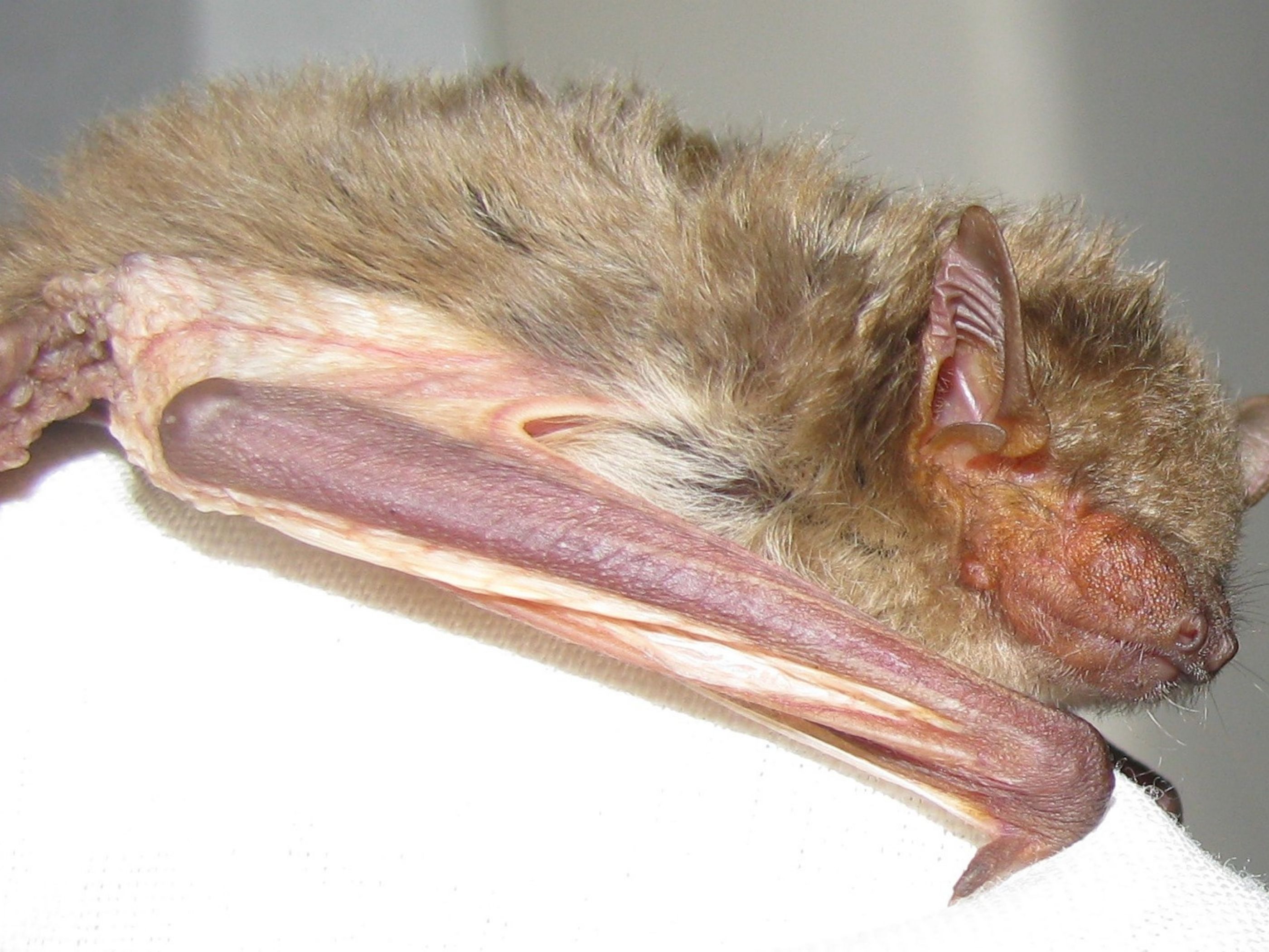Bushveld elephant shrews Elephantulus intufi occur on Kalahari sands