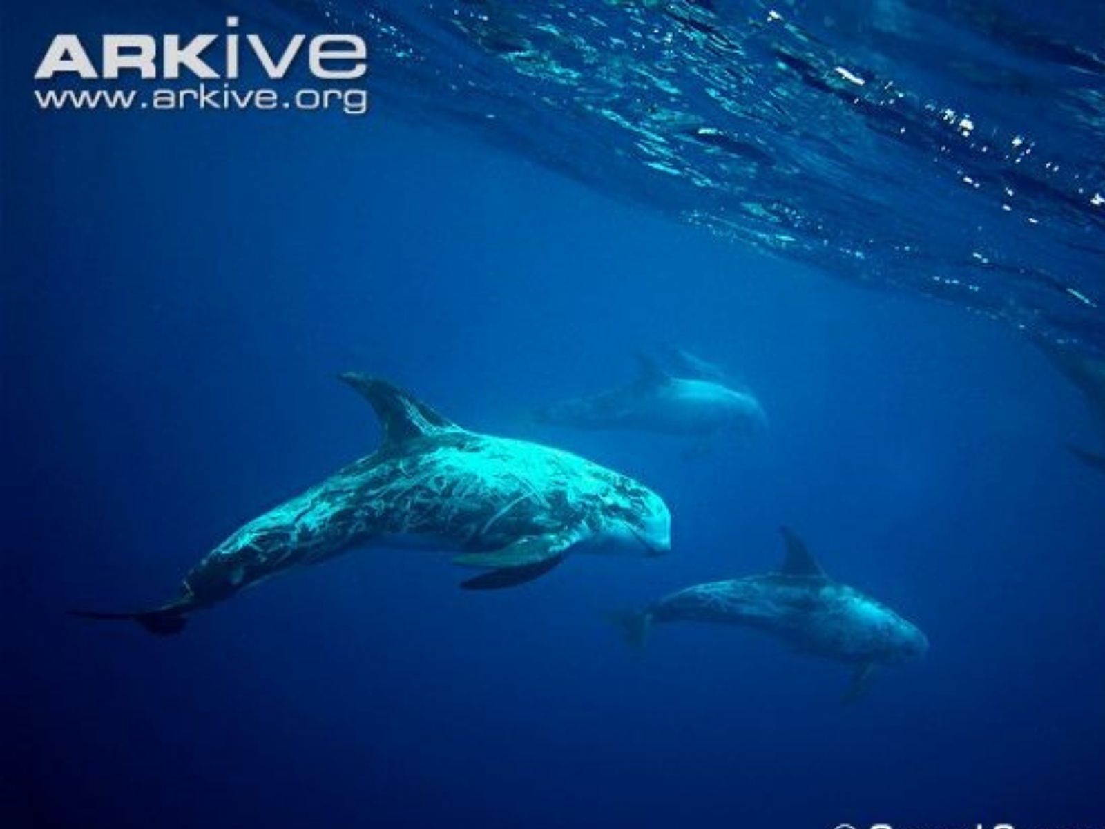 Bushveld elephant shrews Elephantulus intufi occur on Kalahari sands