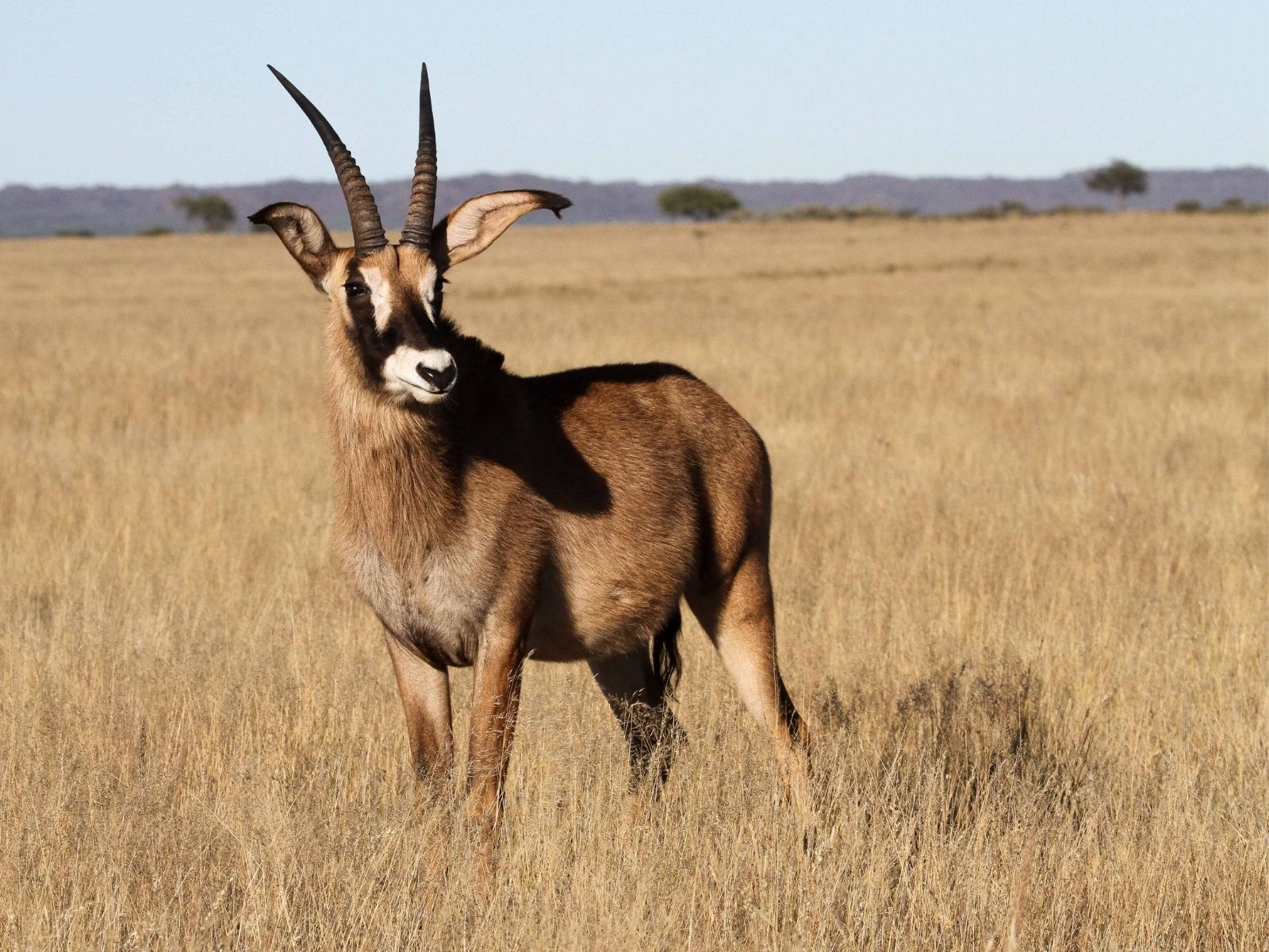 Bushveld elephant shrews Elephantulus intufi occur on Kalahari sands
