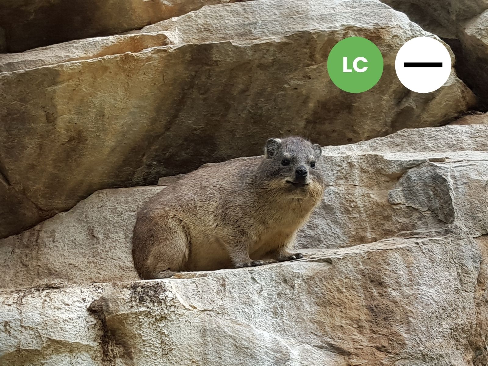 Rock Hyrax