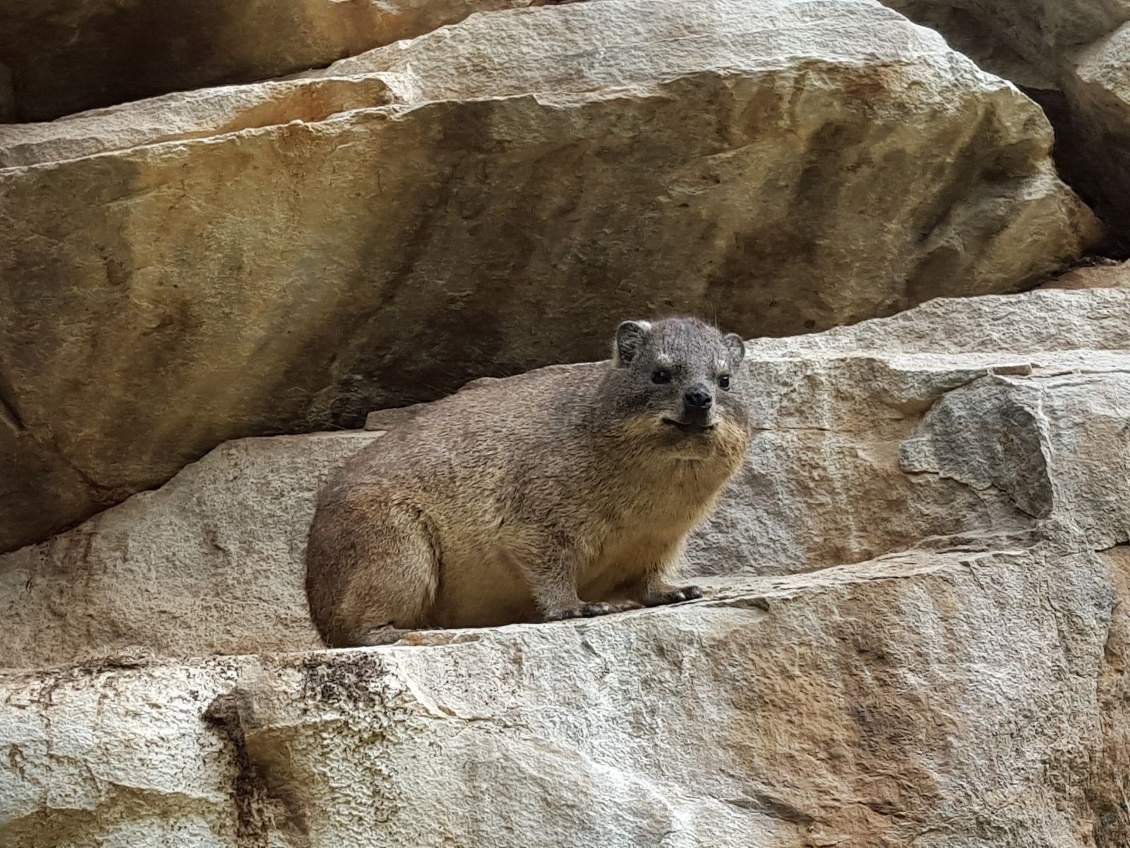 Bushveld elephant shrews Elephantulus intufi occur on Kalahari sands