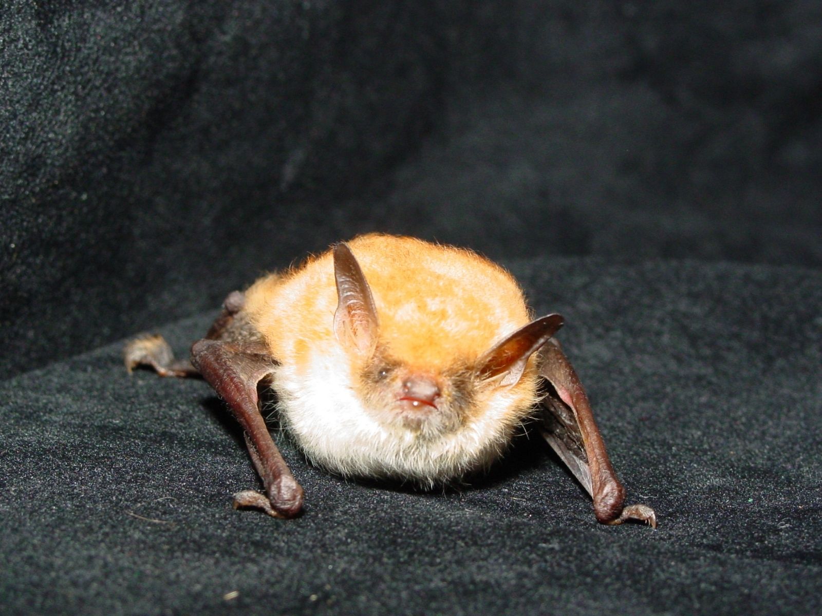 Bushveld elephant shrews Elephantulus intufi occur on Kalahari sands