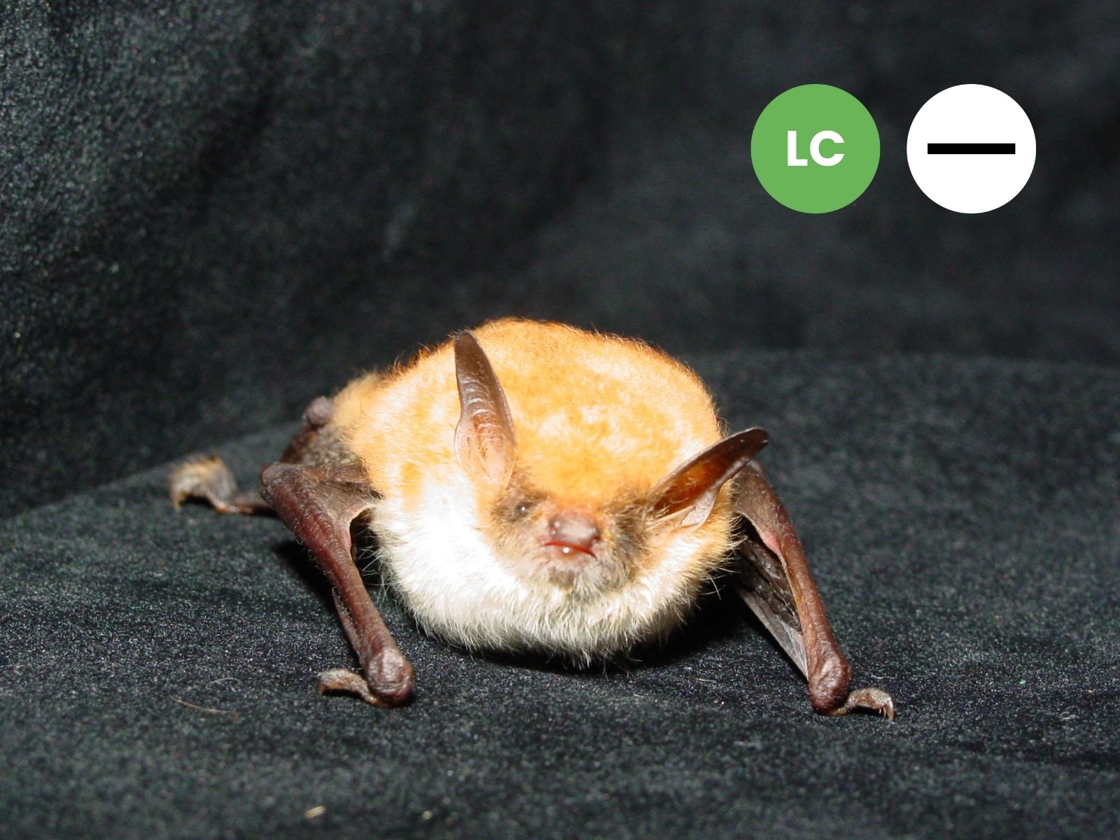 Rufous Hairy Bat