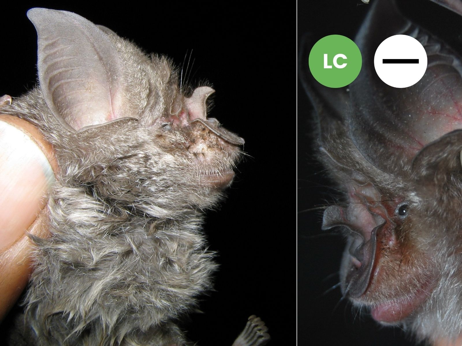 Rüppell’s Horseshoe Bat