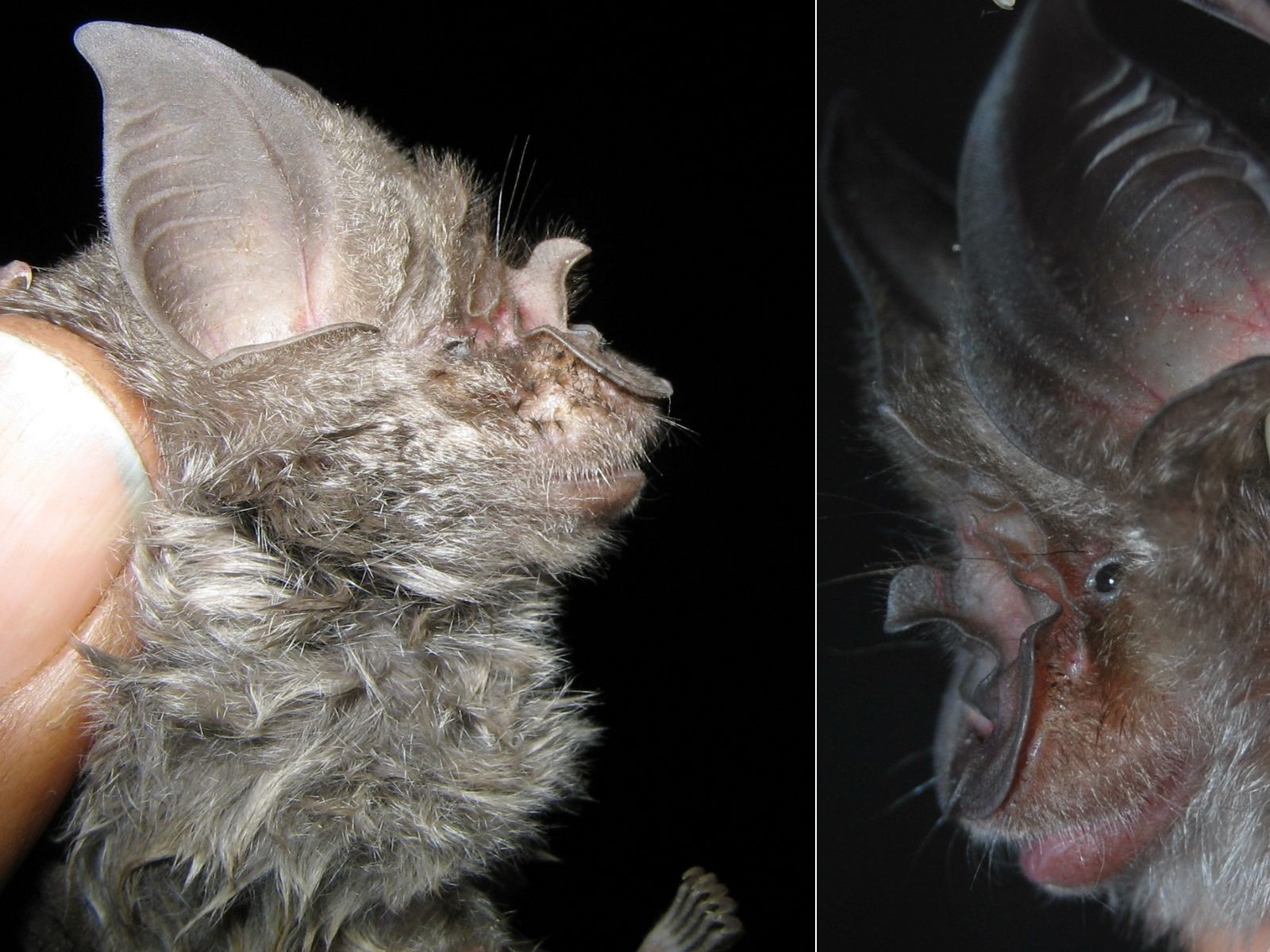 Bushveld elephant shrews Elephantulus intufi occur on Kalahari sands