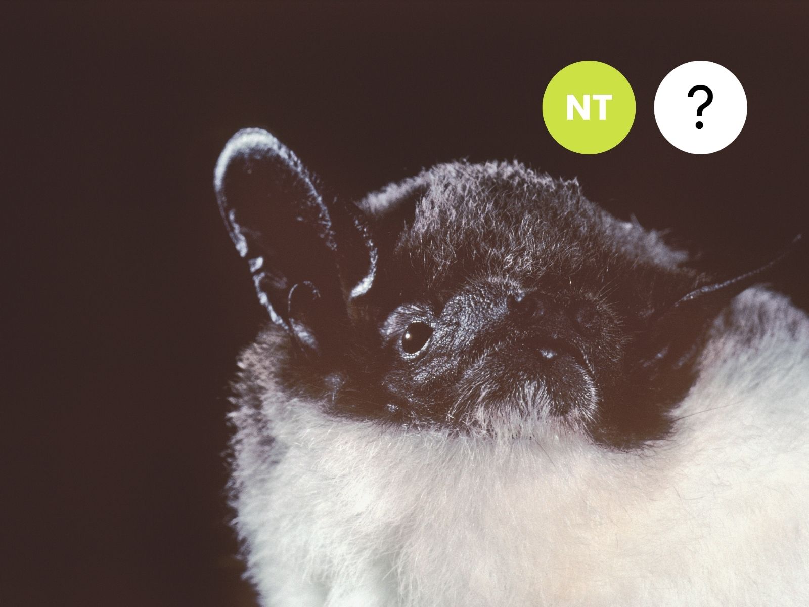 Rüppel’s Pipistrelle