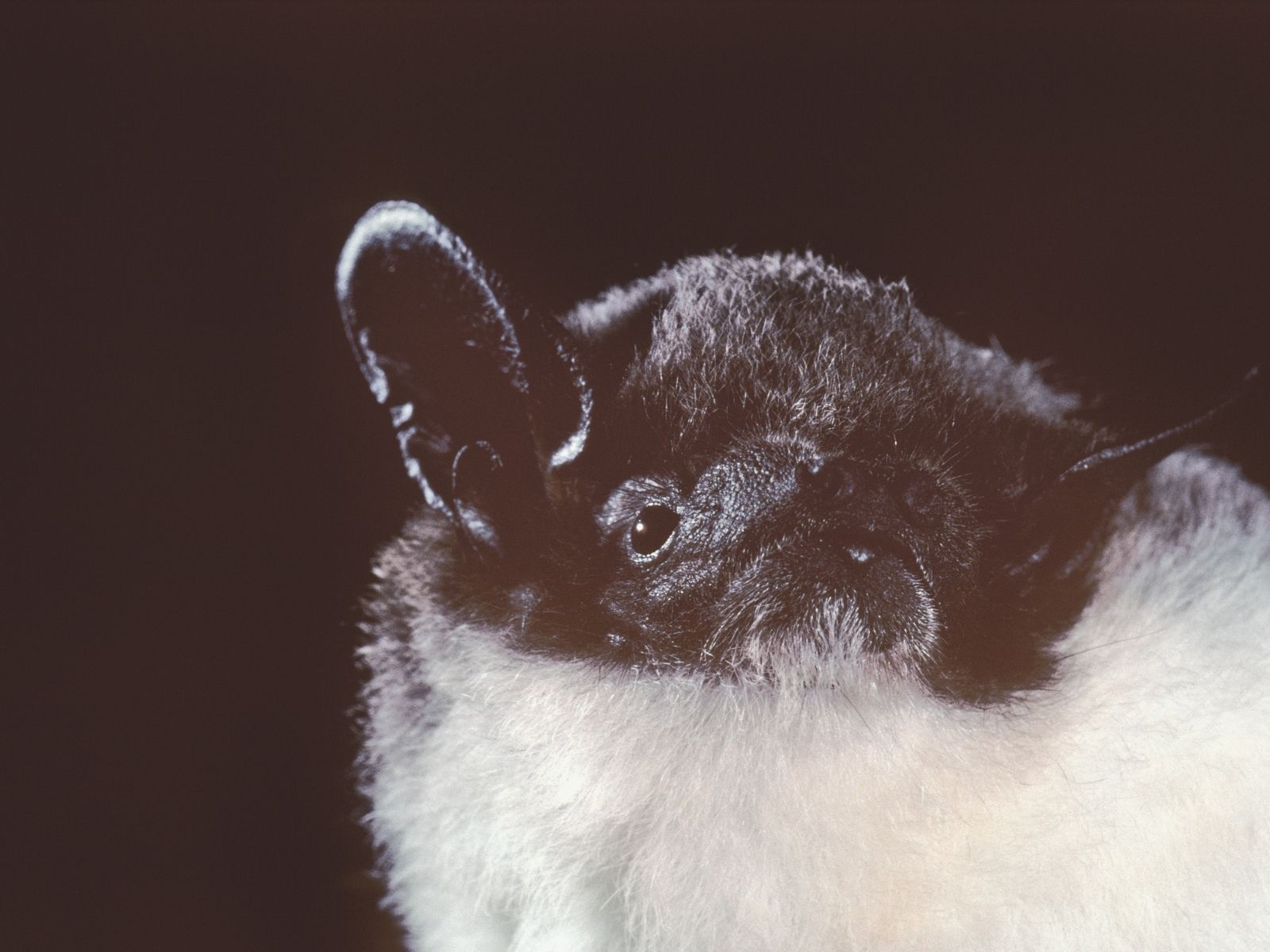 Bushveld elephant shrews Elephantulus intufi occur on Kalahari sands