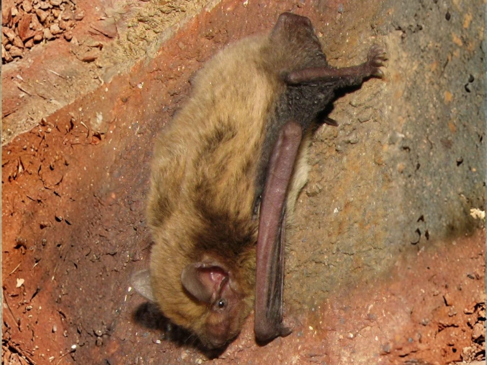 Bushveld elephant shrews Elephantulus intufi occur on Kalahari sands